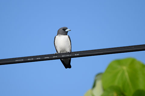 White-breasted woodswallow, Waigeo Selatan, Indonesia Arriving at the last location of our Papua trip, the island of Waigeo Selatan. Artamus leucorynchus,Australia (continent),Geotagged,Indonesia,New Guinea,Papua,Papua 2023,Raja Ampat,Spring,Waigeo,West Papua,Western New Guinea,White-breasted woodswallow