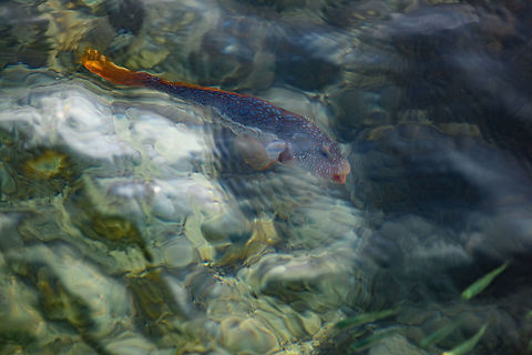 Bluespotted Grouper, Waigeo Selatan, Indonesia Distorted photo as it was taken from our beach house. Australia (continent),Bluespotted hind,Cephalopholis cyanostigma,Geotagged,Indonesia,New Guinea,Papua,Papua 2023,Raja Ampat,Spring,Waigeo,West Papua,Western New Guinea