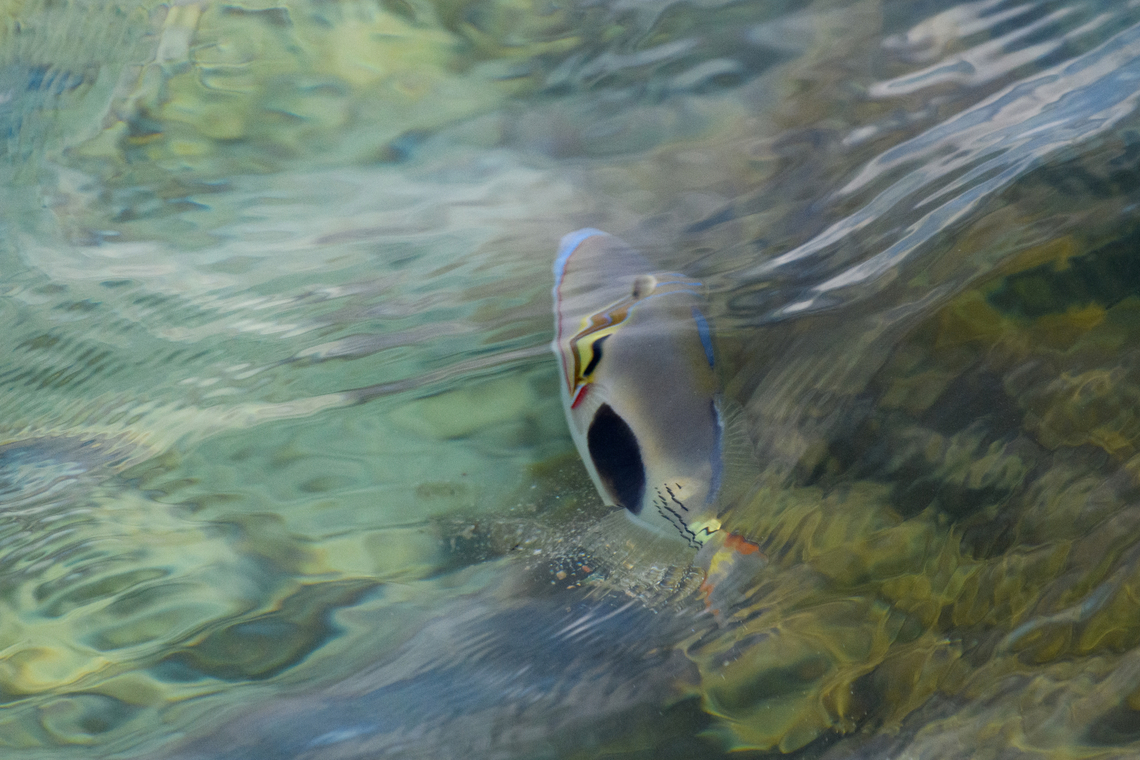 Blackpatch Triggerfish, Waigeo Selatan, Indonesia  Australia (continent),Blackbelly triggerfish,Geotagged,Indonesia,New Guinea,Papua,Papua 2023,Raja Ampat,Rhinecanthus verrucosus,Spring,Waigeo,West Papua,Western New Guinea