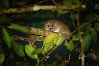 Northern Common Cuscus, Waigeo Selatan, Indonesia One of two species of Cuscus on the island. Staff alerted us to this spotting. Australia (continent),Geotagged,Indonesia,New Guinea,Northern common cuscus,Papua,Papua 2023,Phalanger orientalis,Raja Ampat,Spring,Waigeo,West Papua,Western New Guinea