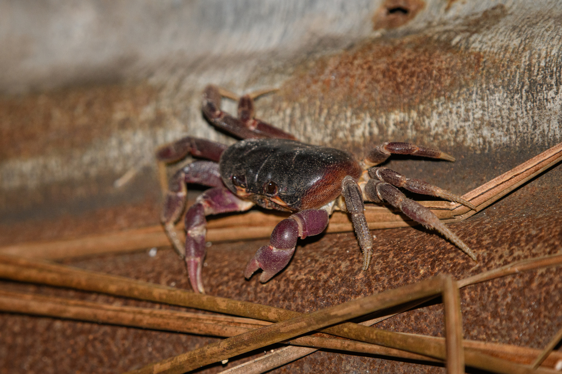 Purple Crab, Waigeo Selatan, Indonesia  Australia (continent),Gecarcoidea lalandii,Geotagged,Indonesia,New Guinea,Papua,Papua 2023,Purple Crab,Raja Ampat,Spring,Waigeo,West Papua,Western New Guinea