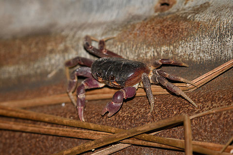 Purple Crab, Waigeo Selatan, Indonesia  Australia (continent),Gecarcoidea lalandii,Geotagged,Indonesia,New Guinea,Papua,Papua 2023,Purple Crab,Raja Ampat,Spring,Waigeo,West Papua,Western New Guinea