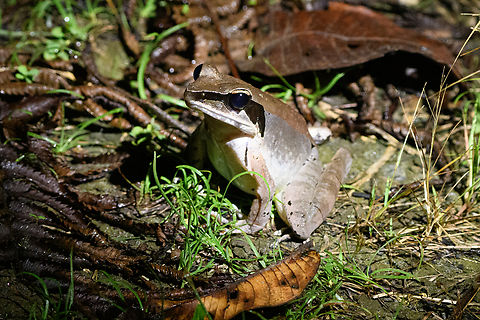 Frog, Waigeo Selatan, Indonesia Unsure yet what species this is, looking into it. Australia (continent),Geotagged,Indonesia,New Guinea,Papua,Papua 2023,Raja Ampat,Spring,Waigeo,West Papua,Western New Guinea