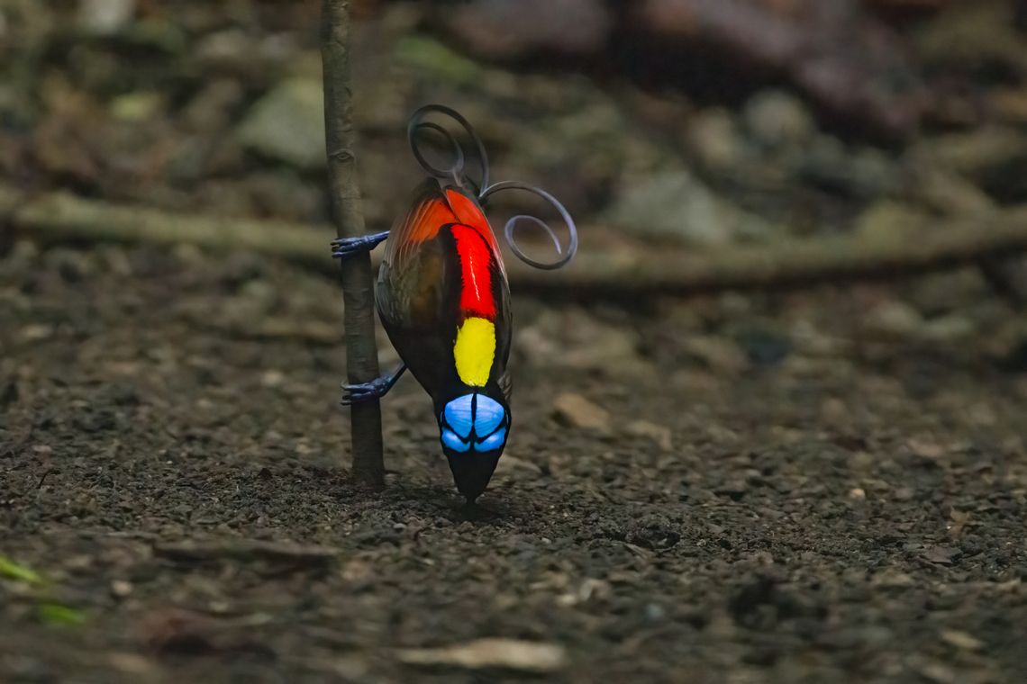 Wilsons bird-of-paradise - cleaning dance floor, Waigeo Selatan, Indonesia Full coverage of the extraordinary Wilsons bird-of-paradise found on Waigeo Selatan, Papua. The male manages a spotless floor and calls for the female. When the female arrives, the male does a largely stationary display. Be sure to watch the video to see the display from the female&#039;s perspective:<br />
<section class="video"><iframe width="448" height="282" src="https://www.youtube-nocookie.com/embed/sJ8U-AFDF6w?hd=1&autoplay=0&rel=0" frameborder="0" allowfullscreen></iframe></section><br />
<figure class="photo"><a href="https://www.jungledragon.com/image/161020/wilsons_bird-of-paradise_-_cleaning_dance_floor_waigeo_selatan_indonesia.html" title="Wilsons bird-of-paradise - cleaning dance floor, Waigeo Selatan, Indonesia"><img src="https://s3.amazonaws.com/media.jungledragon.com/images/2/161020_thumb.jpg?AWSAccessKeyId=05GMT0V3GWVNE7GGM1R2&Expires=1759968010&Signature=KgtN2dQx2DysTBK3%2F1ucpNavUHk%3D" width="200" height="134" alt="Wilsons bird-of-paradise - cleaning dance floor, Waigeo Selatan, Indonesia Full coverage of the extraordinary Wilsons bird-of-paradise found on Waigeo Selatan, Papua. The male manages a spotless floor and calls for the female. When the female arrives, the male does a largely stationary display. Be sure to watch the video to see the display from the female&#039;s perspective:<br />
https://www.youtube.com/watch?v=sJ8U-AFDF6w<br />
https://www.jungledragon.com/image/161020/wilsons_bird-of-paradise_-_cleaning_dance_floor_waigeo_selatan_indonesia.html<br />
https://www.jungledragon.com/image/161021/wilsons_bird-of-paradise_-_male_calling_waigeo_selatan_indonesia.html<br />
https://www.jungledragon.com/image/161022/wilsons_bird-of-paradise_-_male_displays_to_female_waigeo_selatan_indonesia.html<br />
https://www.jungledragon.com/image/161023/wilsons_bird-of-paradise_-_female_waigeo_selatan_indonesia.html<br />
https://www.jungledragon.com/image/161024/wilsons_bird-of-paradise_-_male_calling_waigeo_selatan_indonesia.html<br />
https://www.jungledragon.com/image/161025/wilsons_bird-of-paradise_-_male_pecking_dance_floor_waigeo_selatan_indonesia.html<br />
https://www.jungledragon.com/image/161026/wilsons_bird-of-paradise_-_male_listening_waigeo_selatan_indonesia.html<br />
https://www.jungledragon.com/image/161027/wilsons_bird-of-paradise_-_female_perched_waigeo_selatan_indonesia.html<br />
https://www.jungledragon.com/image/161030/wilsons_bird-of-paradise_-_male_waigeo_selatan_indonesia.html<br />
 Australia (continent),Diphyllodes respublica,Geotagged,Indonesia,New Guinea,Papua,Papua 2023,Raja Ampat,Spring,Waigeo,West Papua,Western New Guinea,Wilsons bird-of-paradise" /></a></figure><br />
<figure class="photo"><a href="https://www.jungledragon.com/image/161021/wilsons_bird-of-paradise_-_male_calling_waigeo_selatan_indonesia.html" title="Wilsons bird-of-paradise - male calling, Waigeo Selatan, Indonesia"><img src="https://s3.amazonaws.com/media.jungledragon.com/images/2/161021_thumb.jpg?AWSAccessKeyId=05GMT0V3GWVNE7GGM1R2&Expires=1759968010&Signature=7Qzb526l96DHL8bnlocpbp5%2ByMk%3D" width="200" height="134" alt="Wilsons bird-of-paradise - male calling, Waigeo Selatan, Indonesia Full coverage of the extraordinary Wilsons bird-of-paradise found on Waigeo Selatan, Papua. The male manages a spotless floor and calls for the female. When the female arrives, the male does a largely stationary display. Be sure to watch the video to see the display from the female&#039;s perspective:<br />
https://www.youtube.com/watch?v=sJ8U-AFDF6w<br />
https://www.jungledragon.com/image/161020/wilsons_bird-of-paradise_-_cleaning_dance_floor_waigeo_selatan_indonesia.html<br />
https://www.jungledragon.com/image/161021/wilsons_bird-of-paradise_-_male_calling_waigeo_selatan_indonesia.html<br />
https://www.jungledragon.com/image/161022/wilsons_bird-of-paradise_-_male_displays_to_female_waigeo_selatan_indonesia.html<br />
https://www.jungledragon.com/image/161023/wilsons_bird-of-paradise_-_female_waigeo_selatan_indonesia.html<br />
https://www.jungledragon.com/image/161024/wilsons_bird-of-paradise_-_male_calling_waigeo_selatan_indonesia.html<br />
https://www.jungledragon.com/image/161025/wilsons_bird-of-paradise_-_male_pecking_dance_floor_waigeo_selatan_indonesia.html<br />
https://www.jungledragon.com/image/161026/wilsons_bird-of-paradise_-_male_listening_waigeo_selatan_indonesia.html<br />
https://www.jungledragon.com/image/161027/wilsons_bird-of-paradise_-_female_perched_waigeo_selatan_indonesia.html<br />
https://www.jungledragon.com/image/161030/wilsons_bird-of-paradise_-_male_waigeo_selatan_indonesia.html<br />
 Australia (continent),Diphyllodes respublica,Geotagged,Indonesia,New Guinea,Papua,Papua 2023,Raja Ampat,Spring,Waigeo,West Papua,Western New Guinea,Wilsons bird-of-paradise" /></a></figure><br />
<figure class="photo"><a href="https://www.jungledragon.com/image/161022/wilsons_bird-of-paradise_-_male_displays_to_female_waigeo_selatan_indonesia.html" title="Wilsons bird-of-paradise - male displays to female, Waigeo Selatan, Indonesia"><img src="https://s3.amazonaws.com/media.jungledragon.com/images/2/161022_thumb.jpg?AWSAccessKeyId=05GMT0V3GWVNE7GGM1R2&Expires=1759968010&Signature=z1EwSUZCHI9wr4WqGdUXalBS8p4%3D" width="200" height="144" alt="Wilsons bird-of-paradise - male displays to female, Waigeo Selatan, Indonesia Full coverage of the extraordinary Wilsons bird-of-paradise found on Waigeo Selatan, Papua. The male manages a spotless floor and calls for the female. When the female arrives, the male does a largely stationary display. Be sure to watch the video to see the display from the female&#039;s perspective:<br />
https://www.youtube.com/watch?v=sJ8U-AFDF6w<br />
https://www.jungledragon.com/image/161020/wilsons_bird-of-paradise_-_cleaning_dance_floor_waigeo_selatan_indonesia.html<br />
https://www.jungledragon.com/image/161021/wilsons_bird-of-paradise_-_male_calling_waigeo_selatan_indonesia.html<br />
https://www.jungledragon.com/image/161022/wilsons_bird-of-paradise_-_male_displays_to_female_waigeo_selatan_indonesia.html<br />
https://www.jungledragon.com/image/161023/wilsons_bird-of-paradise_-_female_waigeo_selatan_indonesia.html<br />
https://www.jungledragon.com/image/161024/wilsons_bird-of-paradise_-_male_calling_waigeo_selatan_indonesia.html<br />
https://www.jungledragon.com/image/161025/wilsons_bird-of-paradise_-_male_pecking_dance_floor_waigeo_selatan_indonesia.html<br />
https://www.jungledragon.com/image/161026/wilsons_bird-of-paradise_-_male_listening_waigeo_selatan_indonesia.html<br />
https://www.jungledragon.com/image/161027/wilsons_bird-of-paradise_-_female_perched_waigeo_selatan_indonesia.html<br />
https://www.jungledragon.com/image/161030/wilsons_bird-of-paradise_-_male_waigeo_selatan_indonesia.html<br />
 Australia (continent),Diphyllodes respublica,Geotagged,Indonesia,New Guinea,Papua,Papua 2023,Raja Ampat,Spring,Waigeo,West Papua,Western New Guinea,Wilson&#039;s Bird-of-Paradise" /></a></figure><br />
<figure class="photo"><a href="https://www.jungledragon.com/image/161023/wilsons_bird-of-paradise_-_female_waigeo_selatan_indonesia.html" title="Wilsons bird-of-paradise - female, Waigeo Selatan, Indonesia"><img src="https://s3.amazonaws.com/media.jungledragon.com/images/2/161023_thumb.jpg?AWSAccessKeyId=05GMT0V3GWVNE7GGM1R2&Expires=1759968010&Signature=%2FukjqP%2FMVMU68hyN4g3Uyep2MoQ%3D" width="200" height="186" alt="Wilsons bird-of-paradise - female, Waigeo Selatan, Indonesia Full coverage of the extraordinary Wilsons bird-of-paradise found on Waigeo Selatan, Papua. The male manages a spotless floor and calls for the female. When the female arrives, the male does a largely stationary display. Be sure to watch the video to see the display from the female&#039;s perspective:<br />
https://www.youtube.com/watch?v=sJ8U-AFDF6w<br />
https://www.jungledragon.com/image/161020/wilsons_bird-of-paradise_-_cleaning_dance_floor_waigeo_selatan_indonesia.html<br />
https://www.jungledragon.com/image/161021/wilsons_bird-of-paradise_-_male_calling_waigeo_selatan_indonesia.html<br />
https://www.jungledragon.com/image/161022/wilsons_bird-of-paradise_-_male_displays_to_female_waigeo_selatan_indonesia.html<br />
https://www.jungledragon.com/image/161023/wilsons_bird-of-paradise_-_female_waigeo_selatan_indonesia.html<br />
https://www.jungledragon.com/image/161024/wilsons_bird-of-paradise_-_male_calling_waigeo_selatan_indonesia.html<br />
https://www.jungledragon.com/image/161025/wilsons_bird-of-paradise_-_male_pecking_dance_floor_waigeo_selatan_indonesia.html<br />
https://www.jungledragon.com/image/161026/wilsons_bird-of-paradise_-_male_listening_waigeo_selatan_indonesia.html<br />
https://www.jungledragon.com/image/161027/wilsons_bird-of-paradise_-_female_perched_waigeo_selatan_indonesia.html<br />
https://www.jungledragon.com/image/161030/wilsons_bird-of-paradise_-_male_waigeo_selatan_indonesia.html<br />
 Australia (continent),Diphyllodes respublica,Geotagged,Indonesia,New Guinea,Papua,Papua 2023,Raja Ampat,Spring,Waigeo,West Papua,Western New Guinea,Wilson&#039;s Bird-of-Paradise" /></a></figure><br />
<figure class="photo"><a href="https://www.jungledragon.com/image/161024/wilsons_bird-of-paradise_-_male_calling_waigeo_selatan_indonesia.html" title="Wilsons bird-of-paradise - male calling, Waigeo Selatan, Indonesia"><img src="https://s3.amazonaws.com/media.jungledragon.com/images/2/161024_thumb.jpg?AWSAccessKeyId=05GMT0V3GWVNE7GGM1R2&Expires=1759968010&Signature=HD6bOgwxw8C9wVn3GErPmtWzZjY%3D" width="200" height="134" alt="Wilsons bird-of-paradise - male calling, Waigeo Selatan, Indonesia Full coverage of the extraordinary Wilsons bird-of-paradise found on Waigeo Selatan, Papua. The male manages a spotless floor and calls for the female. When the female arrives, the male does a largely stationary display. Be sure to watch the video to see the display from the female&#039;s perspective:<br />
https://www.youtube.com/watch?v=sJ8U-AFDF6w<br />
https://www.jungledragon.com/image/161020/wilsons_bird-of-paradise_-_cleaning_dance_floor_waigeo_selatan_indonesia.html<br />
https://www.jungledragon.com/image/161021/wilsons_bird-of-paradise_-_male_calling_waigeo_selatan_indonesia.html<br />
https://www.jungledragon.com/image/161022/wilsons_bird-of-paradise_-_male_displays_to_female_waigeo_selatan_indonesia.html<br />
https://www.jungledragon.com/image/161023/wilsons_bird-of-paradise_-_female_waigeo_selatan_indonesia.html<br />
https://www.jungledragon.com/image/161024/wilsons_bird-of-paradise_-_male_calling_waigeo_selatan_indonesia.html<br />
https://www.jungledragon.com/image/161025/wilsons_bird-of-paradise_-_male_pecking_dance_floor_waigeo_selatan_indonesia.html<br />
https://www.jungledragon.com/image/161026/wilsons_bird-of-paradise_-_male_listening_waigeo_selatan_indonesia.html<br />
https://www.jungledragon.com/image/161027/wilsons_bird-of-paradise_-_female_perched_waigeo_selatan_indonesia.html<br />
https://www.jungledragon.com/image/161030/wilsons_bird-of-paradise_-_male_waigeo_selatan_indonesia.html<br />
 Australia (continent),Diphyllodes respublica,Geotagged,Indonesia,New Guinea,Papua,Papua 2023,Raja Ampat,Spring,Waigeo,West Papua,Western New Guinea,Wilson&#039;s Bird-of-Paradise" /></a></figure><br />
<figure class="photo"><a href="https://www.jungledragon.com/image/161025/wilsons_bird-of-paradise_-_male_pecking_dance_floor_waigeo_selatan_indonesia.html" title="Wilsons bird-of-paradise - male pecking dance floor, Waigeo Selatan, Indonesia"><img src="https://s3.amazonaws.com/media.jungledragon.com/images/2/161025_thumb.jpg?AWSAccessKeyId=05GMT0V3GWVNE7GGM1R2&Expires=1759968010&Signature=eHUVg%2FH%2F4%2FXZHnfgiUh8X%2BP6X6A%3D" width="200" height="136" alt="Wilsons bird-of-paradise - male pecking dance floor, Waigeo Selatan, Indonesia Full coverage of the extraordinary Wilsons bird-of-paradise found on Waigeo Selatan, Papua. The male manages a spotless floor and calls for the female. When the female arrives, the male does a largely stationary display. Be sure to watch the video to see the display from the female&#039;s perspective:<br />
https://www.youtube.com/watch?v=sJ8U-AFDF6w<br />
https://www.jungledragon.com/image/161020/wilsons_bird-of-paradise_-_cleaning_dance_floor_waigeo_selatan_indonesia.html<br />
https://www.jungledragon.com/image/161021/wilsons_bird-of-paradise_-_male_calling_waigeo_selatan_indonesia.html<br />
https://www.jungledragon.com/image/161022/wilsons_bird-of-paradise_-_male_displays_to_female_waigeo_selatan_indonesia.html<br />
https://www.jungledragon.com/image/161023/wilsons_bird-of-paradise_-_female_waigeo_selatan_indonesia.html<br />
https://www.jungledragon.com/image/161024/wilsons_bird-of-paradise_-_male_calling_waigeo_selatan_indonesia.html<br />
https://www.jungledragon.com/image/161025/wilsons_bird-of-paradise_-_male_pecking_dance_floor_waigeo_selatan_indonesia.html<br />
https://www.jungledragon.com/image/161026/wilsons_bird-of-paradise_-_male_listening_waigeo_selatan_indonesia.html<br />
https://www.jungledragon.com/image/161027/wilsons_bird-of-paradise_-_female_perched_waigeo_selatan_indonesia.html<br />
https://www.jungledragon.com/image/161030/wilsons_bird-of-paradise_-_male_waigeo_selatan_indonesia.html<br />
 Australia (continent),Diphyllodes respublica,Geotagged,Indonesia,New Guinea,Papua,Papua 2023,Raja Ampat,Spring,Waigeo,West Papua,Western New Guinea,Wilson&#039;s Bird-of-Paradise" /></a></figure><br />
<figure class="photo"><a href="https://www.jungledragon.com/image/161026/wilsons_bird-of-paradise_-_male_listening_waigeo_selatan_indonesia.html" title="Wilsons bird-of-paradise - male listening, Waigeo Selatan, Indonesia"><img src="https://s3.amazonaws.com/media.jungledragon.com/images/2/161026_thumb.jpg?AWSAccessKeyId=05GMT0V3GWVNE7GGM1R2&Expires=1759968010&Signature=%2BgSR%2BQkmf1HTpcf7OmYYgFxSrNI%3D" width="200" height="116" alt="Wilsons bird-of-paradise - male listening, Waigeo Selatan, Indonesia Full coverage of the extraordinary Wilsons bird-of-paradise found on Waigeo Selatan, Papua. The male manages a spotless floor and calls for the female. When the female arrives, the male does a largely stationary display. Be sure to watch the video to see the display from the female&#039;s perspective:<br />
https://www.youtube.com/watch?v=sJ8U-AFDF6w<br />
https://www.jungledragon.com/image/161020/wilsons_bird-of-paradise_-_cleaning_dance_floor_waigeo_selatan_indonesia.html<br />
https://www.jungledragon.com/image/161021/wilsons_bird-of-paradise_-_male_calling_waigeo_selatan_indonesia.html<br />
https://www.jungledragon.com/image/161022/wilsons_bird-of-paradise_-_male_displays_to_female_waigeo_selatan_indonesia.html<br />
https://www.jungledragon.com/image/161023/wilsons_bird-of-paradise_-_female_waigeo_selatan_indonesia.html<br />
https://www.jungledragon.com/image/161024/wilsons_bird-of-paradise_-_male_calling_waigeo_selatan_indonesia.html<br />
https://www.jungledragon.com/image/161025/wilsons_bird-of-paradise_-_male_pecking_dance_floor_waigeo_selatan_indonesia.html<br />
https://www.jungledragon.com/image/161026/wilsons_bird-of-paradise_-_male_listening_waigeo_selatan_indonesia.html<br />
https://www.jungledragon.com/image/161027/wilsons_bird-of-paradise_-_female_perched_waigeo_selatan_indonesia.html<br />
https://www.jungledragon.com/image/161030/wilsons_bird-of-paradise_-_male_waigeo_selatan_indonesia.html<br />
 Australia (continent),Diphyllodes respublica,Geotagged,Indonesia,New Guinea,Papua,Papua 2023,Raja Ampat,Spring,Waigeo,West Papua,Western New Guinea,Wilson&#039;s Bird-of-Paradise" /></a></figure><br />
<figure class="photo"><a href="https://www.jungledragon.com/image/161027/wilsons_bird-of-paradise_-_female_perched_waigeo_selatan_indonesia.html" title="Wilsons bird-of-paradise - female perched, Waigeo Selatan, Indonesia"><img src="https://s3.amazonaws.com/media.jungledragon.com/images/2/161027_thumb.jpg?AWSAccessKeyId=05GMT0V3GWVNE7GGM1R2&Expires=1759968010&Signature=ItdRGSFJrLg8iTCX96JEInDGxhI%3D" width="200" height="134" alt="Wilsons bird-of-paradise - female perched, Waigeo Selatan, Indonesia Full coverage of the extraordinary Wilsons bird-of-paradise found on Waigeo Selatan, Papua. The male manages a spotless floor and calls for the female. When the female arrives, the male does a largely stationary display. Be sure to watch the video to see the display from the female&#039;s perspective:<br />
https://www.youtube.com/watch?v=sJ8U-AFDF6w<br />
https://www.jungledragon.com/image/161020/wilsons_bird-of-paradise_-_cleaning_dance_floor_waigeo_selatan_indonesia.html<br />
https://www.jungledragon.com/image/161021/wilsons_bird-of-paradise_-_male_calling_waigeo_selatan_indonesia.html<br />
https://www.jungledragon.com/image/161022/wilsons_bird-of-paradise_-_male_displays_to_female_waigeo_selatan_indonesia.html<br />
https://www.jungledragon.com/image/161023/wilsons_bird-of-paradise_-_female_waigeo_selatan_indonesia.html<br />
https://www.jungledragon.com/image/161024/wilsons_bird-of-paradise_-_male_calling_waigeo_selatan_indonesia.html<br />
https://www.jungledragon.com/image/161025/wilsons_bird-of-paradise_-_male_pecking_dance_floor_waigeo_selatan_indonesia.html<br />
https://www.jungledragon.com/image/161026/wilsons_bird-of-paradise_-_male_listening_waigeo_selatan_indonesia.html<br />
https://www.jungledragon.com/image/161027/wilsons_bird-of-paradise_-_female_perched_waigeo_selatan_indonesia.html<br />
https://www.jungledragon.com/image/161030/wilsons_bird-of-paradise_-_male_waigeo_selatan_indonesia.html<br />
 Australia (continent),Diphyllodes respublica,Geotagged,Indonesia,New Guinea,Papua,Papua 2023,Raja Ampat,Spring,Waigeo,West Papua,Western New Guinea,Wilson&#039;s Bird-of-Paradise" /></a></figure><br />
<figure class="photo"><a href="https://www.jungledragon.com/image/161030/wilsons_bird-of-paradise_-_male_waigeo_selatan_indonesia.html" title="Wilsons bird-of-paradise - male, Waigeo Selatan, Indonesia"><img src="https://s3.amazonaws.com/media.jungledragon.com/images/2/161030_thumb.jpg?AWSAccessKeyId=05GMT0V3GWVNE7GGM1R2&Expires=1759968010&Signature=AV30WUroCf5FsB84qkpImCnqtQk%3D" width="200" height="134" alt="Wilsons bird-of-paradise - male, Waigeo Selatan, Indonesia Full coverage of the extraordinary Wilsons bird-of-paradise found on Waigeo Selatan, Papua. The male manages a spotless floor and calls for the female. When the female arrives, the male does a largely stationary display. Be sure to watch the video to see the display from the female&#039;s perspective:<br />
https://www.youtube.com/watch?v=sJ8U-AFDF6w<br />
https://www.jungledragon.com/image/161020/wilsons_bird-of-paradise_-_cleaning_dance_floor_waigeo_selatan_indonesia.html<br />
https://www.jungledragon.com/image/161021/wilsons_bird-of-paradise_-_male_calling_waigeo_selatan_indonesia.html<br />
https://www.jungledragon.com/image/161022/wilsons_bird-of-paradise_-_male_displays_to_female_waigeo_selatan_indonesia.html<br />
https://www.jungledragon.com/image/161023/wilsons_bird-of-paradise_-_female_waigeo_selatan_indonesia.html<br />
https://www.jungledragon.com/image/161024/wilsons_bird-of-paradise_-_male_calling_waigeo_selatan_indonesia.html<br />
https://www.jungledragon.com/image/161025/wilsons_bird-of-paradise_-_male_pecking_dance_floor_waigeo_selatan_indonesia.html<br />
https://www.jungledragon.com/image/161026/wilsons_bird-of-paradise_-_male_listening_waigeo_selatan_indonesia.html<br />
https://www.jungledragon.com/image/161027/wilsons_bird-of-paradise_-_female_perched_waigeo_selatan_indonesia.html<br />
https://www.jungledragon.com/image/161030/wilsons_bird-of-paradise_-_male_waigeo_selatan_indonesia.html<br />
 Australia (continent),Diphyllodes respublica,Geotagged,Indonesia,New Guinea,Papua,Papua 2023,Raja Ampat,Spring,Waigeo,West Papua,Western New Guinea,Wilson&#039;s Bird-of-Paradise" /></a></figure><br />
 Australia (continent),Diphyllodes respublica,Geotagged,Indonesia,New Guinea,Papua,Papua 2023,Raja Ampat,Spring,Waigeo,West Papua,Western New Guinea,Wilsons bird-of-paradise