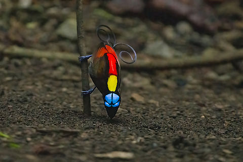 Wilsons bird-of-paradise - cleaning dance floor, Waigeo Selatan, Indonesia Full coverage of the extraordinary Wilsons bird-of-paradise found on Waigeo Selatan, Papua. The male manages a spotless floor and calls for the female. When the female arrives, the male does a largely stationary display. Be sure to watch the video to see the display from the female's perspective:
https://www.youtube.com/watch?v=sJ8U-AFDF6w
https://www.jungledragon.com/image/161020/wilsons_bird-of-paradise_-_cleaning_dance_floor_waigeo_selatan_indonesia.html
https://www.jungledragon.com/image/161021/wilsons_bird-of-paradise_-_male_calling_waigeo_selatan_indonesia.html
https://www.jungledragon.com/image/161022/wilsons_bird-of-paradise_-_male_displays_to_female_waigeo_selatan_indonesia.html
https://www.jungledragon.com/image/161023/wilsons_bird-of-paradise_-_female_waigeo_selatan_indonesia.html
https://www.jungledragon.com/image/161024/wilsons_bird-of-paradise_-_male_calling_waigeo_selatan_indonesia.html
https://www.jungledragon.com/image/161025/wilsons_bird-of-paradise_-_male_pecking_dance_floor_waigeo_selatan_indonesia.html
https://www.jungledragon.com/image/161026/wilsons_bird-of-paradise_-_male_listening_waigeo_selatan_indonesia.html
https://www.jungledragon.com/image/161027/wilsons_bird-of-paradise_-_female_perched_waigeo_selatan_indonesia.html
https://www.jungledragon.com/image/161030/wilsons_bird-of-paradise_-_male_waigeo_selatan_indonesia.html
 Australia (continent),Diphyllodes respublica,Geotagged,Indonesia,New Guinea,Papua,Papua 2023,Raja Ampat,Spring,Waigeo,West Papua,Western New Guinea,Wilsons bird-of-paradise