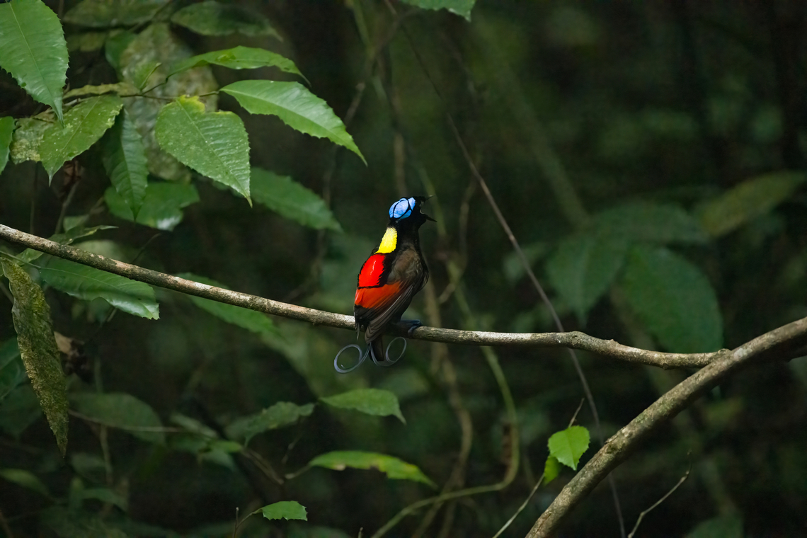 Wilsons bird-of-paradise - male calling, Waigeo Selatan, Indonesia Full coverage of the extraordinary Wilsons bird-of-paradise found on Waigeo Selatan, Papua. The male manages a spotless floor and calls for the female. When the female arrives, the male does a largely stationary display. Be sure to watch the video to see the display from the female's perspective:<br />
<section class="video"><iframe width="448" height="282" src="https://www.youtube-nocookie.com/embed/sJ8U-AFDF6w?hd=1&autoplay=0&rel=0" frameborder="0" allowfullscreen></iframe></section><br />
<figure class="photo"><a href="https://www.jungledragon.com/image/161020/wilsons_bird-of-paradise_-_cleaning_dance_floor_waigeo_selatan_indonesia.html" title="Wilsons bird-of-paradise - cleaning dance floor, Waigeo Selatan, Indonesia"><img src="https://s3.amazonaws.com/media.jungledragon.com/images/2/161020_thumb.jpg?AWSAccessKeyId=05GMT0V3GWVNE7GGM1R2&Expires=1759968010&Signature=KgtN2dQx2DysTBK3%2F1ucpNavUHk%3D" width="200" height="134" alt="Wilsons bird-of-paradise - cleaning dance floor, Waigeo Selatan, Indonesia Full coverage of the extraordinary Wilsons bird-of-paradise found on Waigeo Selatan, Papua. The male manages a spotless floor and calls for the female. When the female arrives, the male does a largely stationary display. Be sure to watch the video to see the display from the female's perspective:<br />
https://www.youtube.com/watch?v=sJ8U-AFDF6w<br />
https://www.jungledragon.com/image/161020/wilsons_bird-of-paradise_-_cleaning_dance_floor_waigeo_selatan_indonesia.html<br />
https://www.jungledragon.com/image/161021/wilsons_bird-of-paradise_-_male_calling_waigeo_selatan_indonesia.html<br />
https://www.jungledragon.com/image/161022/wilsons_bird-of-paradise_-_male_displays_to_female_waigeo_selatan_indonesia.html<br />
https://www.jungledragon.com/image/161023/wilsons_bird-of-paradise_-_female_waigeo_selatan_indonesia.html<br />
https://www.jungledragon.com/image/161024/wilsons_bird-of-paradise_-_male_calling_waigeo_selatan_indonesia.html<br />
https://www.jungledragon.com/image/161025/wilsons_bird-of-paradise_-_male_pecking_dance_floor_waigeo_selatan_indonesia.html<br />
https://www.jungledragon.com/image/161026/wilsons_bird-of-paradise_-_male_listening_waigeo_selatan_indonesia.html<br />
https://www.jungledragon.com/image/161027/wilsons_bird-of-paradise_-_female_perched_waigeo_selatan_indonesia.html<br />
https://www.jungledragon.com/image/161030/wilsons_bird-of-paradise_-_male_waigeo_selatan_indonesia.html<br />
Australia (continent),Diphyllodes respublica,Geotagged,Indonesia,New Guinea,Papua,Papua 2023,Raja Ampat,Spring,Waigeo,West Papua,Western New Guinea,Wilsons bird-of-paradise" /></a></figure><br />
<figure class="photo"><a href="https://www.jungledragon.com/image/161021/wilsons_bird-of-paradise_-_male_calling_waigeo_selatan_indonesia.html" title="Wilsons bird-of-paradise - male calling, Waigeo Selatan, Indonesia"><img src="https://s3.amazonaws.com/media.jungledragon.com/images/2/161021_thumb.jpg?AWSAccessKeyId=05GMT0V3GWVNE7GGM1R2&Expires=1759968010&Signature=7Qzb526l96DHL8bnlocpbp5%2ByMk%3D" width="200" height="134" alt="Wilsons bird-of-paradise - male calling, Waigeo Selatan, Indonesia Full coverage of the extraordinary Wilsons bird-of-paradise found on Waigeo Selatan, Papua. The male manages a spotless floor and calls for the female. When the female arrives, the male does a largely stationary display. Be sure to watch the video to see the display from the female's perspective:<br />
https://www.youtube.com/watch?v=sJ8U-AFDF6w<br />
https://www.jungledragon.com/image/161020/wilsons_bird-of-paradise_-_cleaning_dance_floor_waigeo_selatan_indonesia.html<br />
https://www.jungledragon.com/image/161021/wilsons_bird-of-paradise_-_male_calling_waigeo_selatan_indonesia.html<br />
https://www.jungledragon.com/image/161022/wilsons_bird-of-paradise_-_male_displays_to_female_waigeo_selatan_indonesia.html<br />
https://www.jungledragon.com/image/161023/wilsons_bird-of-paradise_-_female_waigeo_selatan_indonesia.html<br />
https://www.jungledragon.com/image/161024/wilsons_bird-of-paradise_-_male_calling_waigeo_selatan_indonesia.html<br />
https://www.jungledragon.com/image/161025/wilsons_bird-of-paradise_-_male_pecking_dance_floor_waigeo_selatan_indonesia.html<br />
https://www.jungledragon.com/image/161026/wilsons_bird-of-paradise_-_male_listening_waigeo_selatan_indonesia.html<br />
https://www.jungledragon.com/image/161027/wilsons_bird-of-paradise_-_female_perched_waigeo_selatan_indonesia.html<br />
https://www.jungledragon.com/image/161030/wilsons_bird-of-paradise_-_male_waigeo_selatan_indonesia.html<br />
Australia (continent),Diphyllodes respublica,Geotagged,Indonesia,New Guinea,Papua,Papua 2023,Raja Ampat,Spring,Waigeo,West Papua,Western New Guinea,Wilsons bird-of-paradise" /></a></figure><br />
<figure class="photo"><a href="https://www.jungledragon.com/image/161022/wilsons_bird-of-paradise_-_male_displays_to_female_waigeo_selatan_indonesia.html" title="Wilsons bird-of-paradise - male displays to female, Waigeo Selatan, Indonesia"><img src="https://s3.amazonaws.com/media.jungledragon.com/images/2/161022_thumb.jpg?AWSAccessKeyId=05GMT0V3GWVNE7GGM1R2&Expires=1759968010&Signature=z1EwSUZCHI9wr4WqGdUXalBS8p4%3D" width="200" height="144" alt="Wilsons bird-of-paradise - male displays to female, Waigeo Selatan, Indonesia Full coverage of the extraordinary Wilsons bird-of-paradise found on Waigeo Selatan, Papua. The male manages a spotless floor and calls for the female. When the female arrives, the male does a largely stationary display. Be sure to watch the video to see the display from the female's perspective:<br />
https://www.youtube.com/watch?v=sJ8U-AFDF6w<br />
https://www.jungledragon.com/image/161020/wilsons_bird-of-paradise_-_cleaning_dance_floor_waigeo_selatan_indonesia.html<br />
https://www.jungledragon.com/image/161021/wilsons_bird-of-paradise_-_male_calling_waigeo_selatan_indonesia.html<br />
https://www.jungledragon.com/image/161022/wilsons_bird-of-paradise_-_male_displays_to_female_waigeo_selatan_indonesia.html<br />
https://www.jungledragon.com/image/161023/wilsons_bird-of-paradise_-_female_waigeo_selatan_indonesia.html<br />
https://www.jungledragon.com/image/161024/wilsons_bird-of-paradise_-_male_calling_waigeo_selatan_indonesia.html<br />
https://www.jungledragon.com/image/161025/wilsons_bird-of-paradise_-_male_pecking_dance_floor_waigeo_selatan_indonesia.html<br />
https://www.jungledragon.com/image/161026/wilsons_bird-of-paradise_-_male_listening_waigeo_selatan_indonesia.html<br />
https://www.jungledragon.com/image/161027/wilsons_bird-of-paradise_-_female_perched_waigeo_selatan_indonesia.html<br />
https://www.jungledragon.com/image/161030/wilsons_bird-of-paradise_-_male_waigeo_selatan_indonesia.html<br />
Australia (continent),Diphyllodes respublica,Geotagged,Indonesia,New Guinea,Papua,Papua 2023,Raja Ampat,Spring,Waigeo,West Papua,Western New Guinea,Wilson's Bird-of-Paradise" /></a></figure><br />
<figure class="photo"><a href="https://www.jungledragon.com/image/161023/wilsons_bird-of-paradise_-_female_waigeo_selatan_indonesia.html" title="Wilsons bird-of-paradise - female, Waigeo Selatan, Indonesia"><img src="https://s3.amazonaws.com/media.jungledragon.com/images/2/161023_thumb.jpg?AWSAccessKeyId=05GMT0V3GWVNE7GGM1R2&Expires=1759968010&Signature=%2FukjqP%2FMVMU68hyN4g3Uyep2MoQ%3D" width="200" height="186" alt="Wilsons bird-of-paradise - female, Waigeo Selatan, Indonesia Full coverage of the extraordinary Wilsons bird-of-paradise found on Waigeo Selatan, Papua. The male manages a spotless floor and calls for the female. When the female arrives, the male does a largely stationary display. Be sure to watch the video to see the display from the female's perspective:<br />
https://www.youtube.com/watch?v=sJ8U-AFDF6w<br />
https://www.jungledragon.com/image/161020/wilsons_bird-of-paradise_-_cleaning_dance_floor_waigeo_selatan_indonesia.html<br />
https://www.jungledragon.com/image/161021/wilsons_bird-of-paradise_-_male_calling_waigeo_selatan_indonesia.html<br />
https://www.jungledragon.com/image/161022/wilsons_bird-of-paradise_-_male_displays_to_female_waigeo_selatan_indonesia.html<br />
https://www.jungledragon.com/image/161023/wilsons_bird-of-paradise_-_female_waigeo_selatan_indonesia.html<br />
https://www.jungledragon.com/image/161024/wilsons_bird-of-paradise_-_male_calling_waigeo_selatan_indonesia.html<br />
https://www.jungledragon.com/image/161025/wilsons_bird-of-paradise_-_male_pecking_dance_floor_waigeo_selatan_indonesia.html<br />
https://www.jungledragon.com/image/161026/wilsons_bird-of-paradise_-_male_listening_waigeo_selatan_indonesia.html<br />
https://www.jungledragon.com/image/161027/wilsons_bird-of-paradise_-_female_perched_waigeo_selatan_indonesia.html<br />
https://www.jungledragon.com/image/161030/wilsons_bird-of-paradise_-_male_waigeo_selatan_indonesia.html<br />
Australia (continent),Diphyllodes respublica,Geotagged,Indonesia,New Guinea,Papua,Papua 2023,Raja Ampat,Spring,Waigeo,West Papua,Western New Guinea,Wilson's Bird-of-Paradise" /></a></figure><br />
<figure class="photo"><a href="https://www.jungledragon.com/image/161024/wilsons_bird-of-paradise_-_male_calling_waigeo_selatan_indonesia.html" title="Wilsons bird-of-paradise - male calling, Waigeo Selatan, Indonesia"><img src="https://s3.amazonaws.com/media.jungledragon.com/images/2/161024_thumb.jpg?AWSAccessKeyId=05GMT0V3GWVNE7GGM1R2&Expires=1759968010&Signature=HD6bOgwxw8C9wVn3GErPmtWzZjY%3D" width="200" height="134" alt="Wilsons bird-of-paradise - male calling, Waigeo Selatan, Indonesia Full coverage of the extraordinary Wilsons bird-of-paradise found on Waigeo Selatan, Papua. The male manages a spotless floor and calls for the female. When the female arrives, the male does a largely stationary display. Be sure to watch the video to see the display from the female's perspective:<br />
https://www.youtube.com/watch?v=sJ8U-AFDF6w<br />
https://www.jungledragon.com/image/161020/wilsons_bird-of-paradise_-_cleaning_dance_floor_waigeo_selatan_indonesia.html<br />
https://www.jungledragon.com/image/161021/wilsons_bird-of-paradise_-_male_calling_waigeo_selatan_indonesia.html<br />
https://www.jungledragon.com/image/161022/wilsons_bird-of-paradise_-_male_displays_to_female_waigeo_selatan_indonesia.html<br />
https://www.jungledragon.com/image/161023/wilsons_bird-of-paradise_-_female_waigeo_selatan_indonesia.html<br />
https://www.jungledragon.com/image/161024/wilsons_bird-of-paradise_-_male_calling_waigeo_selatan_indonesia.html<br />
https://www.jungledragon.com/image/161025/wilsons_bird-of-paradise_-_male_pecking_dance_floor_waigeo_selatan_indonesia.html<br />
https://www.jungledragon.com/image/161026/wilsons_bird-of-paradise_-_male_listening_waigeo_selatan_indonesia.html<br />
https://www.jungledragon.com/image/161027/wilsons_bird-of-paradise_-_female_perched_waigeo_selatan_indonesia.html<br />
https://www.jungledragon.com/image/161030/wilsons_bird-of-paradise_-_male_waigeo_selatan_indonesia.html<br />
Australia (continent),Diphyllodes respublica,Geotagged,Indonesia,New Guinea,Papua,Papua 2023,Raja Ampat,Spring,Waigeo,West Papua,Western New Guinea,Wilson's Bird-of-Paradise" /></a></figure><br />
<figure class="photo"><a href="https://www.jungledragon.com/image/161025/wilsons_bird-of-paradise_-_male_pecking_dance_floor_waigeo_selatan_indonesia.html" title="Wilsons bird-of-paradise - male pecking dance floor, Waigeo Selatan, Indonesia"><img src="https://s3.amazonaws.com/media.jungledragon.com/images/2/161025_thumb.jpg?AWSAccessKeyId=05GMT0V3GWVNE7GGM1R2&Expires=1759968010&Signature=eHUVg%2FH%2F4%2FXZHnfgiUh8X%2BP6X6A%3D" width="200" height="136" alt="Wilsons bird-of-paradise - male pecking dance floor, Waigeo Selatan, Indonesia Full coverage of the extraordinary Wilsons bird-of-paradise found on Waigeo Selatan, Papua. The male manages a spotless floor and calls for the female. When the female arrives, the male does a largely stationary display. Be sure to watch the video to see the display from the female's perspective:<br />
https://www.youtube.com/watch?v=sJ8U-AFDF6w<br />
https://www.jungledragon.com/image/161020/wilsons_bird-of-paradise_-_cleaning_dance_floor_waigeo_selatan_indonesia.html<br />
https://www.jungledragon.com/image/161021/wilsons_bird-of-paradise_-_male_calling_waigeo_selatan_indonesia.html<br />
https://www.jungledragon.com/image/161022/wilsons_bird-of-paradise_-_male_displays_to_female_waigeo_selatan_indonesia.html<br />
https://www.jungledragon.com/image/161023/wilsons_bird-of-paradise_-_female_waigeo_selatan_indonesia.html<br />
https://www.jungledragon.com/image/161024/wilsons_bird-of-paradise_-_male_calling_waigeo_selatan_indonesia.html<br />
https://www.jungledragon.com/image/161025/wilsons_bird-of-paradise_-_male_pecking_dance_floor_waigeo_selatan_indonesia.html<br />
https://www.jungledragon.com/image/161026/wilsons_bird-of-paradise_-_male_listening_waigeo_selatan_indonesia.html<br />
https://www.jungledragon.com/image/161027/wilsons_bird-of-paradise_-_female_perched_waigeo_selatan_indonesia.html<br />
https://www.jungledragon.com/image/161030/wilsons_bird-of-paradise_-_male_waigeo_selatan_indonesia.html<br />
Australia (continent),Diphyllodes respublica,Geotagged,Indonesia,New Guinea,Papua,Papua 2023,Raja Ampat,Spring,Waigeo,West Papua,Western New Guinea,Wilson's Bird-of-Paradise" /></a></figure><br />
<figure class="photo"><a href="https://www.jungledragon.com/image/161026/wilsons_bird-of-paradise_-_male_listening_waigeo_selatan_indonesia.html" title="Wilsons bird-of-paradise - male listening, Waigeo Selatan, Indonesia"><img src="https://s3.amazonaws.com/media.jungledragon.com/images/2/161026_thumb.jpg?AWSAccessKeyId=05GMT0V3GWVNE7GGM1R2&Expires=1759968010&Signature=%2BgSR%2BQkmf1HTpcf7OmYYgFxSrNI%3D" width="200" height="116" alt="Wilsons bird-of-paradise - male listening, Waigeo Selatan, Indonesia Full coverage of the extraordinary Wilsons bird-of-paradise found on Waigeo Selatan, Papua. The male manages a spotless floor and calls for the female. When the female arrives, the male does a largely stationary display. Be sure to watch the video to see the display from the female's perspective:<br />
https://www.youtube.com/watch?v=sJ8U-AFDF6w<br />
https://www.jungledragon.com/image/161020/wilsons_bird-of-paradise_-_cleaning_dance_floor_waigeo_selatan_indonesia.html<br />
https://www.jungledragon.com/image/161021/wilsons_bird-of-paradise_-_male_calling_waigeo_selatan_indonesia.html<br />
https://www.jungledragon.com/image/161022/wilsons_bird-of-paradise_-_male_displays_to_female_waigeo_selatan_indonesia.html<br />
https://www.jungledragon.com/image/161023/wilsons_bird-of-paradise_-_female_waigeo_selatan_indonesia.html<br />
https://www.jungledragon.com/image/161024/wilsons_bird-of-paradise_-_male_calling_waigeo_selatan_indonesia.html<br />
https://www.jungledragon.com/image/161025/wilsons_bird-of-paradise_-_male_pecking_dance_floor_waigeo_selatan_indonesia.html<br />
https://www.jungledragon.com/image/161026/wilsons_bird-of-paradise_-_male_listening_waigeo_selatan_indonesia.html<br />
https://www.jungledragon.com/image/161027/wilsons_bird-of-paradise_-_female_perched_waigeo_selatan_indonesia.html<br />
https://www.jungledragon.com/image/161030/wilsons_bird-of-paradise_-_male_waigeo_selatan_indonesia.html<br />
Australia (continent),Diphyllodes respublica,Geotagged,Indonesia,New Guinea,Papua,Papua 2023,Raja Ampat,Spring,Waigeo,West Papua,Western New Guinea,Wilson's Bird-of-Paradise" /></a></figure><br />
<figure class="photo"><a href="https://www.jungledragon.com/image/161027/wilsons_bird-of-paradise_-_female_perched_waigeo_selatan_indonesia.html" title="Wilsons bird-of-paradise - female perched, Waigeo Selatan, Indonesia"><img src="https://s3.amazonaws.com/media.jungledragon.com/images/2/161027_thumb.jpg?AWSAccessKeyId=05GMT0V3GWVNE7GGM1R2&Expires=1759968010&Signature=ItdRGSFJrLg8iTCX96JEInDGxhI%3D" width="200" height="134" alt="Wilsons bird-of-paradise - female perched, Waigeo Selatan, Indonesia Full coverage of the extraordinary Wilsons bird-of-paradise found on Waigeo Selatan, Papua. The male manages a spotless floor and calls for the female. When the female arrives, the male does a largely stationary display. Be sure to watch the video to see the display from the female's perspective:<br />
https://www.youtube.com/watch?v=sJ8U-AFDF6w<br />
https://www.jungledragon.com/image/161020/wilsons_bird-of-paradise_-_cleaning_dance_floor_waigeo_selatan_indonesia.html<br />
https://www.jungledragon.com/image/161021/wilsons_bird-of-paradise_-_male_calling_waigeo_selatan_indonesia.html<br />
https://www.jungledragon.com/image/161022/wilsons_bird-of-paradise_-_male_displays_to_female_waigeo_selatan_indonesia.html<br />
https://www.jungledragon.com/image/161023/wilsons_bird-of-paradise_-_female_waigeo_selatan_indonesia.html<br />
https://www.jungledragon.com/image/161024/wilsons_bird-of-paradise_-_male_calling_waigeo_selatan_indonesia.html<br />
https://www.jungledragon.com/image/161025/wilsons_bird-of-paradise_-_male_pecking_dance_floor_waigeo_selatan_indonesia.html<br />
https://www.jungledragon.com/image/161026/wilsons_bird-of-paradise_-_male_listening_waigeo_selatan_indonesia.html<br />
https://www.jungledragon.com/image/161027/wilsons_bird-of-paradise_-_female_perched_waigeo_selatan_indonesia.html<br />
https://www.jungledragon.com/image/161030/wilsons_bird-of-paradise_-_male_waigeo_selatan_indonesia.html<br />
Australia (continent),Diphyllodes respublica,Geotagged,Indonesia,New Guinea,Papua,Papua 2023,Raja Ampat,Spring,Waigeo,West Papua,Western New Guinea,Wilson's Bird-of-Paradise" /></a></figure><br />
<figure class="photo"><a href="https://www.jungledragon.com/image/161030/wilsons_bird-of-paradise_-_male_waigeo_selatan_indonesia.html" title="Wilsons bird-of-paradise - male, Waigeo Selatan, Indonesia"><img src="https://s3.amazonaws.com/media.jungledragon.com/images/2/161030_thumb.jpg?AWSAccessKeyId=05GMT0V3GWVNE7GGM1R2&Expires=1759968010&Signature=AV30WUroCf5FsB84qkpImCnqtQk%3D" width="200" height="134" alt="Wilsons bird-of-paradise - male, Waigeo Selatan, Indonesia Full coverage of the extraordinary Wilsons bird-of-paradise found on Waigeo Selatan, Papua. The male manages a spotless floor and calls for the female. When the female arrives, the male does a largely stationary display. Be sure to watch the video to see the display from the female's perspective:<br />
https://www.youtube.com/watch?v=sJ8U-AFDF6w<br />
https://www.jungledragon.com/image/161020/wilsons_bird-of-paradise_-_cleaning_dance_floor_waigeo_selatan_indonesia.html<br />
https://www.jungledragon.com/image/161021/wilsons_bird-of-paradise_-_male_calling_waigeo_selatan_indonesia.html<br />
https://www.jungledragon.com/image/161022/wilsons_bird-of-paradise_-_male_displays_to_female_waigeo_selatan_indonesia.html<br />
https://www.jungledragon.com/image/161023/wilsons_bird-of-paradise_-_female_waigeo_selatan_indonesia.html<br />
https://www.jungledragon.com/image/161024/wilsons_bird-of-paradise_-_male_calling_waigeo_selatan_indonesia.html<br />
https://www.jungledragon.com/image/161025/wilsons_bird-of-paradise_-_male_pecking_dance_floor_waigeo_selatan_indonesia.html<br />
https://www.jungledragon.com/image/161026/wilsons_bird-of-paradise_-_male_listening_waigeo_selatan_indonesia.html<br />
https://www.jungledragon.com/image/161027/wilsons_bird-of-paradise_-_female_perched_waigeo_selatan_indonesia.html<br />
https://www.jungledragon.com/image/161030/wilsons_bird-of-paradise_-_male_waigeo_selatan_indonesia.html<br />
Australia (continent),Diphyllodes respublica,Geotagged,Indonesia,New Guinea,Papua,Papua 2023,Raja Ampat,Spring,Waigeo,West Papua,Western New Guinea,Wilson's Bird-of-Paradise" /></a></figure><br />
Australia (continent),Diphyllodes respublica,Geotagged,Indonesia,New Guinea,Papua,Papua 2023,Raja Ampat,Spring,Waigeo,West Papua,Western New Guinea,Wilsons bird-of-paradise