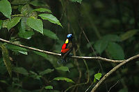 Wilsons bird-of-paradise - male calling, Waigeo Selatan, Indonesia Full coverage of the extraordinary Wilsons bird-of-paradise found on Waigeo Selatan, Papua. The male manages a spotless floor and calls for the female. When the female arrives, the male does a largely stationary display. Be sure to watch the video to see the display from the female's perspective:<br />
https://www.youtube.com/watch?v=sJ8U-AFDF6w<br />
https://www.jungledragon.com/image/161020/wilsons_bird-of-paradise_-_cleaning_dance_floor_waigeo_selatan_indonesia.html<br />
https://www.jungledragon.com/image/161021/wilsons_bird-of-paradise_-_male_calling_waigeo_selatan_indonesia.html<br />
https://www.jungledragon.com/image/161022/wilsons_bird-of-paradise_-_male_displays_to_female_waigeo_selatan_indonesia.html<br />
https://www.jungledragon.com/image/161023/wilsons_bird-of-paradise_-_female_waigeo_selatan_indonesia.html<br />
https://www.jungledragon.com/image/161024/wilsons_bird-of-paradise_-_male_calling_waigeo_selatan_indonesia.html<br />
https://www.jungledragon.com/image/161025/wilsons_bird-of-paradise_-_male_pecking_dance_floor_waigeo_selatan_indonesia.html<br />
https://www.jungledragon.com/image/161026/wilsons_bird-of-paradise_-_male_listening_waigeo_selatan_indonesia.html<br />
https://www.jungledragon.com/image/161027/wilsons_bird-of-paradise_-_female_perched_waigeo_selatan_indonesia.html<br />
https://www.jungledragon.com/image/161030/wilsons_bird-of-paradise_-_male_waigeo_selatan_indonesia.html<br />
Australia (continent),Diphyllodes respublica,Geotagged,Indonesia,New Guinea,Papua,Papua 2023,Raja Ampat,Spring,Waigeo,West Papua,Western New Guinea,Wilsons bird-of-paradise