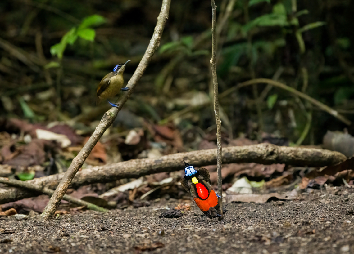 Wilsons bird-of-paradise - male displays to female, Waigeo Selatan, Indonesia Full coverage of the extraordinary Wilsons bird-of-paradise found on Waigeo Selatan, Papua. The male manages a spotless floor and calls for the female. When the female arrives, the male does a largely stationary display. Be sure to watch the video to see the display from the female&#039;s perspective:<br />
<section class="video"><iframe width="448" height="282" src="https://www.youtube-nocookie.com/embed/sJ8U-AFDF6w?hd=1&autoplay=0&rel=0" frameborder="0" allowfullscreen></iframe></section><br />
<figure class="photo"><a href="https://www.jungledragon.com/image/161020/wilsons_bird-of-paradise_-_cleaning_dance_floor_waigeo_selatan_indonesia.html" title="Wilsons bird-of-paradise - cleaning dance floor, Waigeo Selatan, Indonesia"><img src="https://s3.amazonaws.com/media.jungledragon.com/images/2/161020_thumb.jpg?AWSAccessKeyId=05GMT0V3GWVNE7GGM1R2&Expires=1759968010&Signature=KgtN2dQx2DysTBK3%2F1ucpNavUHk%3D" width="200" height="134" alt="Wilsons bird-of-paradise - cleaning dance floor, Waigeo Selatan, Indonesia Full coverage of the extraordinary Wilsons bird-of-paradise found on Waigeo Selatan, Papua. The male manages a spotless floor and calls for the female. When the female arrives, the male does a largely stationary display. Be sure to watch the video to see the display from the female&#039;s perspective:<br />
https://www.youtube.com/watch?v=sJ8U-AFDF6w<br />
https://www.jungledragon.com/image/161020/wilsons_bird-of-paradise_-_cleaning_dance_floor_waigeo_selatan_indonesia.html<br />
https://www.jungledragon.com/image/161021/wilsons_bird-of-paradise_-_male_calling_waigeo_selatan_indonesia.html<br />
https://www.jungledragon.com/image/161022/wilsons_bird-of-paradise_-_male_displays_to_female_waigeo_selatan_indonesia.html<br />
https://www.jungledragon.com/image/161023/wilsons_bird-of-paradise_-_female_waigeo_selatan_indonesia.html<br />
https://www.jungledragon.com/image/161024/wilsons_bird-of-paradise_-_male_calling_waigeo_selatan_indonesia.html<br />
https://www.jungledragon.com/image/161025/wilsons_bird-of-paradise_-_male_pecking_dance_floor_waigeo_selatan_indonesia.html<br />
https://www.jungledragon.com/image/161026/wilsons_bird-of-paradise_-_male_listening_waigeo_selatan_indonesia.html<br />
https://www.jungledragon.com/image/161027/wilsons_bird-of-paradise_-_female_perched_waigeo_selatan_indonesia.html<br />
https://www.jungledragon.com/image/161030/wilsons_bird-of-paradise_-_male_waigeo_selatan_indonesia.html<br />
 Australia (continent),Diphyllodes respublica,Geotagged,Indonesia,New Guinea,Papua,Papua 2023,Raja Ampat,Spring,Waigeo,West Papua,Western New Guinea,Wilsons bird-of-paradise" /></a></figure><br />
<figure class="photo"><a href="https://www.jungledragon.com/image/161021/wilsons_bird-of-paradise_-_male_calling_waigeo_selatan_indonesia.html" title="Wilsons bird-of-paradise - male calling, Waigeo Selatan, Indonesia"><img src="https://s3.amazonaws.com/media.jungledragon.com/images/2/161021_thumb.jpg?AWSAccessKeyId=05GMT0V3GWVNE7GGM1R2&Expires=1759968010&Signature=7Qzb526l96DHL8bnlocpbp5%2ByMk%3D" width="200" height="134" alt="Wilsons bird-of-paradise - male calling, Waigeo Selatan, Indonesia Full coverage of the extraordinary Wilsons bird-of-paradise found on Waigeo Selatan, Papua. The male manages a spotless floor and calls for the female. When the female arrives, the male does a largely stationary display. Be sure to watch the video to see the display from the female&#039;s perspective:<br />
https://www.youtube.com/watch?v=sJ8U-AFDF6w<br />
https://www.jungledragon.com/image/161020/wilsons_bird-of-paradise_-_cleaning_dance_floor_waigeo_selatan_indonesia.html<br />
https://www.jungledragon.com/image/161021/wilsons_bird-of-paradise_-_male_calling_waigeo_selatan_indonesia.html<br />
https://www.jungledragon.com/image/161022/wilsons_bird-of-paradise_-_male_displays_to_female_waigeo_selatan_indonesia.html<br />
https://www.jungledragon.com/image/161023/wilsons_bird-of-paradise_-_female_waigeo_selatan_indonesia.html<br />
https://www.jungledragon.com/image/161024/wilsons_bird-of-paradise_-_male_calling_waigeo_selatan_indonesia.html<br />
https://www.jungledragon.com/image/161025/wilsons_bird-of-paradise_-_male_pecking_dance_floor_waigeo_selatan_indonesia.html<br />
https://www.jungledragon.com/image/161026/wilsons_bird-of-paradise_-_male_listening_waigeo_selatan_indonesia.html<br />
https://www.jungledragon.com/image/161027/wilsons_bird-of-paradise_-_female_perched_waigeo_selatan_indonesia.html<br />
https://www.jungledragon.com/image/161030/wilsons_bird-of-paradise_-_male_waigeo_selatan_indonesia.html<br />
 Australia (continent),Diphyllodes respublica,Geotagged,Indonesia,New Guinea,Papua,Papua 2023,Raja Ampat,Spring,Waigeo,West Papua,Western New Guinea,Wilsons bird-of-paradise" /></a></figure><br />
<figure class="photo"><a href="https://www.jungledragon.com/image/161022/wilsons_bird-of-paradise_-_male_displays_to_female_waigeo_selatan_indonesia.html" title="Wilsons bird-of-paradise - male displays to female, Waigeo Selatan, Indonesia"><img src="https://s3.amazonaws.com/media.jungledragon.com/images/2/161022_thumb.jpg?AWSAccessKeyId=05GMT0V3GWVNE7GGM1R2&Expires=1759968010&Signature=z1EwSUZCHI9wr4WqGdUXalBS8p4%3D" width="200" height="144" alt="Wilsons bird-of-paradise - male displays to female, Waigeo Selatan, Indonesia Full coverage of the extraordinary Wilsons bird-of-paradise found on Waigeo Selatan, Papua. The male manages a spotless floor and calls for the female. When the female arrives, the male does a largely stationary display. Be sure to watch the video to see the display from the female&#039;s perspective:<br />
https://www.youtube.com/watch?v=sJ8U-AFDF6w<br />
https://www.jungledragon.com/image/161020/wilsons_bird-of-paradise_-_cleaning_dance_floor_waigeo_selatan_indonesia.html<br />
https://www.jungledragon.com/image/161021/wilsons_bird-of-paradise_-_male_calling_waigeo_selatan_indonesia.html<br />
https://www.jungledragon.com/image/161022/wilsons_bird-of-paradise_-_male_displays_to_female_waigeo_selatan_indonesia.html<br />
https://www.jungledragon.com/image/161023/wilsons_bird-of-paradise_-_female_waigeo_selatan_indonesia.html<br />
https://www.jungledragon.com/image/161024/wilsons_bird-of-paradise_-_male_calling_waigeo_selatan_indonesia.html<br />
https://www.jungledragon.com/image/161025/wilsons_bird-of-paradise_-_male_pecking_dance_floor_waigeo_selatan_indonesia.html<br />
https://www.jungledragon.com/image/161026/wilsons_bird-of-paradise_-_male_listening_waigeo_selatan_indonesia.html<br />
https://www.jungledragon.com/image/161027/wilsons_bird-of-paradise_-_female_perched_waigeo_selatan_indonesia.html<br />
https://www.jungledragon.com/image/161030/wilsons_bird-of-paradise_-_male_waigeo_selatan_indonesia.html<br />
 Australia (continent),Diphyllodes respublica,Geotagged,Indonesia,New Guinea,Papua,Papua 2023,Raja Ampat,Spring,Waigeo,West Papua,Western New Guinea,Wilson&#039;s Bird-of-Paradise" /></a></figure><br />
<figure class="photo"><a href="https://www.jungledragon.com/image/161023/wilsons_bird-of-paradise_-_female_waigeo_selatan_indonesia.html" title="Wilsons bird-of-paradise - female, Waigeo Selatan, Indonesia"><img src="https://s3.amazonaws.com/media.jungledragon.com/images/2/161023_thumb.jpg?AWSAccessKeyId=05GMT0V3GWVNE7GGM1R2&Expires=1759968010&Signature=%2FukjqP%2FMVMU68hyN4g3Uyep2MoQ%3D" width="200" height="186" alt="Wilsons bird-of-paradise - female, Waigeo Selatan, Indonesia Full coverage of the extraordinary Wilsons bird-of-paradise found on Waigeo Selatan, Papua. The male manages a spotless floor and calls for the female. When the female arrives, the male does a largely stationary display. Be sure to watch the video to see the display from the female&#039;s perspective:<br />
https://www.youtube.com/watch?v=sJ8U-AFDF6w<br />
https://www.jungledragon.com/image/161020/wilsons_bird-of-paradise_-_cleaning_dance_floor_waigeo_selatan_indonesia.html<br />
https://www.jungledragon.com/image/161021/wilsons_bird-of-paradise_-_male_calling_waigeo_selatan_indonesia.html<br />
https://www.jungledragon.com/image/161022/wilsons_bird-of-paradise_-_male_displays_to_female_waigeo_selatan_indonesia.html<br />
https://www.jungledragon.com/image/161023/wilsons_bird-of-paradise_-_female_waigeo_selatan_indonesia.html<br />
https://www.jungledragon.com/image/161024/wilsons_bird-of-paradise_-_male_calling_waigeo_selatan_indonesia.html<br />
https://www.jungledragon.com/image/161025/wilsons_bird-of-paradise_-_male_pecking_dance_floor_waigeo_selatan_indonesia.html<br />
https://www.jungledragon.com/image/161026/wilsons_bird-of-paradise_-_male_listening_waigeo_selatan_indonesia.html<br />
https://www.jungledragon.com/image/161027/wilsons_bird-of-paradise_-_female_perched_waigeo_selatan_indonesia.html<br />
https://www.jungledragon.com/image/161030/wilsons_bird-of-paradise_-_male_waigeo_selatan_indonesia.html<br />
 Australia (continent),Diphyllodes respublica,Geotagged,Indonesia,New Guinea,Papua,Papua 2023,Raja Ampat,Spring,Waigeo,West Papua,Western New Guinea,Wilson&#039;s Bird-of-Paradise" /></a></figure><br />
<figure class="photo"><a href="https://www.jungledragon.com/image/161024/wilsons_bird-of-paradise_-_male_calling_waigeo_selatan_indonesia.html" title="Wilsons bird-of-paradise - male calling, Waigeo Selatan, Indonesia"><img src="https://s3.amazonaws.com/media.jungledragon.com/images/2/161024_thumb.jpg?AWSAccessKeyId=05GMT0V3GWVNE7GGM1R2&Expires=1759968010&Signature=HD6bOgwxw8C9wVn3GErPmtWzZjY%3D" width="200" height="134" alt="Wilsons bird-of-paradise - male calling, Waigeo Selatan, Indonesia Full coverage of the extraordinary Wilsons bird-of-paradise found on Waigeo Selatan, Papua. The male manages a spotless floor and calls for the female. When the female arrives, the male does a largely stationary display. Be sure to watch the video to see the display from the female&#039;s perspective:<br />
https://www.youtube.com/watch?v=sJ8U-AFDF6w<br />
https://www.jungledragon.com/image/161020/wilsons_bird-of-paradise_-_cleaning_dance_floor_waigeo_selatan_indonesia.html<br />
https://www.jungledragon.com/image/161021/wilsons_bird-of-paradise_-_male_calling_waigeo_selatan_indonesia.html<br />
https://www.jungledragon.com/image/161022/wilsons_bird-of-paradise_-_male_displays_to_female_waigeo_selatan_indonesia.html<br />
https://www.jungledragon.com/image/161023/wilsons_bird-of-paradise_-_female_waigeo_selatan_indonesia.html<br />
https://www.jungledragon.com/image/161024/wilsons_bird-of-paradise_-_male_calling_waigeo_selatan_indonesia.html<br />
https://www.jungledragon.com/image/161025/wilsons_bird-of-paradise_-_male_pecking_dance_floor_waigeo_selatan_indonesia.html<br />
https://www.jungledragon.com/image/161026/wilsons_bird-of-paradise_-_male_listening_waigeo_selatan_indonesia.html<br />
https://www.jungledragon.com/image/161027/wilsons_bird-of-paradise_-_female_perched_waigeo_selatan_indonesia.html<br />
https://www.jungledragon.com/image/161030/wilsons_bird-of-paradise_-_male_waigeo_selatan_indonesia.html<br />
 Australia (continent),Diphyllodes respublica,Geotagged,Indonesia,New Guinea,Papua,Papua 2023,Raja Ampat,Spring,Waigeo,West Papua,Western New Guinea,Wilson&#039;s Bird-of-Paradise" /></a></figure><br />
<figure class="photo"><a href="https://www.jungledragon.com/image/161025/wilsons_bird-of-paradise_-_male_pecking_dance_floor_waigeo_selatan_indonesia.html" title="Wilsons bird-of-paradise - male pecking dance floor, Waigeo Selatan, Indonesia"><img src="https://s3.amazonaws.com/media.jungledragon.com/images/2/161025_thumb.jpg?AWSAccessKeyId=05GMT0V3GWVNE7GGM1R2&Expires=1759968010&Signature=eHUVg%2FH%2F4%2FXZHnfgiUh8X%2BP6X6A%3D" width="200" height="136" alt="Wilsons bird-of-paradise - male pecking dance floor, Waigeo Selatan, Indonesia Full coverage of the extraordinary Wilsons bird-of-paradise found on Waigeo Selatan, Papua. The male manages a spotless floor and calls for the female. When the female arrives, the male does a largely stationary display. Be sure to watch the video to see the display from the female&#039;s perspective:<br />
https://www.youtube.com/watch?v=sJ8U-AFDF6w<br />
https://www.jungledragon.com/image/161020/wilsons_bird-of-paradise_-_cleaning_dance_floor_waigeo_selatan_indonesia.html<br />
https://www.jungledragon.com/image/161021/wilsons_bird-of-paradise_-_male_calling_waigeo_selatan_indonesia.html<br />
https://www.jungledragon.com/image/161022/wilsons_bird-of-paradise_-_male_displays_to_female_waigeo_selatan_indonesia.html<br />
https://www.jungledragon.com/image/161023/wilsons_bird-of-paradise_-_female_waigeo_selatan_indonesia.html<br />
https://www.jungledragon.com/image/161024/wilsons_bird-of-paradise_-_male_calling_waigeo_selatan_indonesia.html<br />
https://www.jungledragon.com/image/161025/wilsons_bird-of-paradise_-_male_pecking_dance_floor_waigeo_selatan_indonesia.html<br />
https://www.jungledragon.com/image/161026/wilsons_bird-of-paradise_-_male_listening_waigeo_selatan_indonesia.html<br />
https://www.jungledragon.com/image/161027/wilsons_bird-of-paradise_-_female_perched_waigeo_selatan_indonesia.html<br />
https://www.jungledragon.com/image/161030/wilsons_bird-of-paradise_-_male_waigeo_selatan_indonesia.html<br />
 Australia (continent),Diphyllodes respublica,Geotagged,Indonesia,New Guinea,Papua,Papua 2023,Raja Ampat,Spring,Waigeo,West Papua,Western New Guinea,Wilson&#039;s Bird-of-Paradise" /></a></figure><br />
<figure class="photo"><a href="https://www.jungledragon.com/image/161026/wilsons_bird-of-paradise_-_male_listening_waigeo_selatan_indonesia.html" title="Wilsons bird-of-paradise - male listening, Waigeo Selatan, Indonesia"><img src="https://s3.amazonaws.com/media.jungledragon.com/images/2/161026_thumb.jpg?AWSAccessKeyId=05GMT0V3GWVNE7GGM1R2&Expires=1759968010&Signature=%2BgSR%2BQkmf1HTpcf7OmYYgFxSrNI%3D" width="200" height="116" alt="Wilsons bird-of-paradise - male listening, Waigeo Selatan, Indonesia Full coverage of the extraordinary Wilsons bird-of-paradise found on Waigeo Selatan, Papua. The male manages a spotless floor and calls for the female. When the female arrives, the male does a largely stationary display. Be sure to watch the video to see the display from the female&#039;s perspective:<br />
https://www.youtube.com/watch?v=sJ8U-AFDF6w<br />
https://www.jungledragon.com/image/161020/wilsons_bird-of-paradise_-_cleaning_dance_floor_waigeo_selatan_indonesia.html<br />
https://www.jungledragon.com/image/161021/wilsons_bird-of-paradise_-_male_calling_waigeo_selatan_indonesia.html<br />
https://www.jungledragon.com/image/161022/wilsons_bird-of-paradise_-_male_displays_to_female_waigeo_selatan_indonesia.html<br />
https://www.jungledragon.com/image/161023/wilsons_bird-of-paradise_-_female_waigeo_selatan_indonesia.html<br />
https://www.jungledragon.com/image/161024/wilsons_bird-of-paradise_-_male_calling_waigeo_selatan_indonesia.html<br />
https://www.jungledragon.com/image/161025/wilsons_bird-of-paradise_-_male_pecking_dance_floor_waigeo_selatan_indonesia.html<br />
https://www.jungledragon.com/image/161026/wilsons_bird-of-paradise_-_male_listening_waigeo_selatan_indonesia.html<br />
https://www.jungledragon.com/image/161027/wilsons_bird-of-paradise_-_female_perched_waigeo_selatan_indonesia.html<br />
https://www.jungledragon.com/image/161030/wilsons_bird-of-paradise_-_male_waigeo_selatan_indonesia.html<br />
 Australia (continent),Diphyllodes respublica,Geotagged,Indonesia,New Guinea,Papua,Papua 2023,Raja Ampat,Spring,Waigeo,West Papua,Western New Guinea,Wilson&#039;s Bird-of-Paradise" /></a></figure><br />
<figure class="photo"><a href="https://www.jungledragon.com/image/161027/wilsons_bird-of-paradise_-_female_perched_waigeo_selatan_indonesia.html" title="Wilsons bird-of-paradise - female perched, Waigeo Selatan, Indonesia"><img src="https://s3.amazonaws.com/media.jungledragon.com/images/2/161027_thumb.jpg?AWSAccessKeyId=05GMT0V3GWVNE7GGM1R2&Expires=1759968010&Signature=ItdRGSFJrLg8iTCX96JEInDGxhI%3D" width="200" height="134" alt="Wilsons bird-of-paradise - female perched, Waigeo Selatan, Indonesia Full coverage of the extraordinary Wilsons bird-of-paradise found on Waigeo Selatan, Papua. The male manages a spotless floor and calls for the female. When the female arrives, the male does a largely stationary display. Be sure to watch the video to see the display from the female&#039;s perspective:<br />
https://www.youtube.com/watch?v=sJ8U-AFDF6w<br />
https://www.jungledragon.com/image/161020/wilsons_bird-of-paradise_-_cleaning_dance_floor_waigeo_selatan_indonesia.html<br />
https://www.jungledragon.com/image/161021/wilsons_bird-of-paradise_-_male_calling_waigeo_selatan_indonesia.html<br />
https://www.jungledragon.com/image/161022/wilsons_bird-of-paradise_-_male_displays_to_female_waigeo_selatan_indonesia.html<br />
https://www.jungledragon.com/image/161023/wilsons_bird-of-paradise_-_female_waigeo_selatan_indonesia.html<br />
https://www.jungledragon.com/image/161024/wilsons_bird-of-paradise_-_male_calling_waigeo_selatan_indonesia.html<br />
https://www.jungledragon.com/image/161025/wilsons_bird-of-paradise_-_male_pecking_dance_floor_waigeo_selatan_indonesia.html<br />
https://www.jungledragon.com/image/161026/wilsons_bird-of-paradise_-_male_listening_waigeo_selatan_indonesia.html<br />
https://www.jungledragon.com/image/161027/wilsons_bird-of-paradise_-_female_perched_waigeo_selatan_indonesia.html<br />
https://www.jungledragon.com/image/161030/wilsons_bird-of-paradise_-_male_waigeo_selatan_indonesia.html<br />
 Australia (continent),Diphyllodes respublica,Geotagged,Indonesia,New Guinea,Papua,Papua 2023,Raja Ampat,Spring,Waigeo,West Papua,Western New Guinea,Wilson&#039;s Bird-of-Paradise" /></a></figure><br />
<figure class="photo"><a href="https://www.jungledragon.com/image/161030/wilsons_bird-of-paradise_-_male_waigeo_selatan_indonesia.html" title="Wilsons bird-of-paradise - male, Waigeo Selatan, Indonesia"><img src="https://s3.amazonaws.com/media.jungledragon.com/images/2/161030_thumb.jpg?AWSAccessKeyId=05GMT0V3GWVNE7GGM1R2&Expires=1759968010&Signature=AV30WUroCf5FsB84qkpImCnqtQk%3D" width="200" height="134" alt="Wilsons bird-of-paradise - male, Waigeo Selatan, Indonesia Full coverage of the extraordinary Wilsons bird-of-paradise found on Waigeo Selatan, Papua. The male manages a spotless floor and calls for the female. When the female arrives, the male does a largely stationary display. Be sure to watch the video to see the display from the female&#039;s perspective:<br />
https://www.youtube.com/watch?v=sJ8U-AFDF6w<br />
https://www.jungledragon.com/image/161020/wilsons_bird-of-paradise_-_cleaning_dance_floor_waigeo_selatan_indonesia.html<br />
https://www.jungledragon.com/image/161021/wilsons_bird-of-paradise_-_male_calling_waigeo_selatan_indonesia.html<br />
https://www.jungledragon.com/image/161022/wilsons_bird-of-paradise_-_male_displays_to_female_waigeo_selatan_indonesia.html<br />
https://www.jungledragon.com/image/161023/wilsons_bird-of-paradise_-_female_waigeo_selatan_indonesia.html<br />
https://www.jungledragon.com/image/161024/wilsons_bird-of-paradise_-_male_calling_waigeo_selatan_indonesia.html<br />
https://www.jungledragon.com/image/161025/wilsons_bird-of-paradise_-_male_pecking_dance_floor_waigeo_selatan_indonesia.html<br />
https://www.jungledragon.com/image/161026/wilsons_bird-of-paradise_-_male_listening_waigeo_selatan_indonesia.html<br />
https://www.jungledragon.com/image/161027/wilsons_bird-of-paradise_-_female_perched_waigeo_selatan_indonesia.html<br />
https://www.jungledragon.com/image/161030/wilsons_bird-of-paradise_-_male_waigeo_selatan_indonesia.html<br />
 Australia (continent),Diphyllodes respublica,Geotagged,Indonesia,New Guinea,Papua,Papua 2023,Raja Ampat,Spring,Waigeo,West Papua,Western New Guinea,Wilson&#039;s Bird-of-Paradise" /></a></figure><br />
 Australia (continent),Diphyllodes respublica,Geotagged,Indonesia,New Guinea,Papua,Papua 2023,Raja Ampat,Spring,Waigeo,West Papua,Western New Guinea,Wilson's Bird-of-Paradise