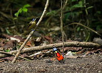 Wilsons bird-of-paradise - male displays to female, Waigeo Selatan, Indonesia Full coverage of the extraordinary Wilsons bird-of-paradise found on Waigeo Selatan, Papua. The male manages a spotless floor and calls for the female. When the female arrives, the male does a largely stationary display. Be sure to watch the video to see the display from the female's perspective:<br />
https://www.youtube.com/watch?v=sJ8U-AFDF6w<br />
https://www.jungledragon.com/image/161020/wilsons_bird-of-paradise_-_cleaning_dance_floor_waigeo_selatan_indonesia.html<br />
https://www.jungledragon.com/image/161021/wilsons_bird-of-paradise_-_male_calling_waigeo_selatan_indonesia.html<br />
https://www.jungledragon.com/image/161022/wilsons_bird-of-paradise_-_male_displays_to_female_waigeo_selatan_indonesia.html<br />
https://www.jungledragon.com/image/161023/wilsons_bird-of-paradise_-_female_waigeo_selatan_indonesia.html<br />
https://www.jungledragon.com/image/161024/wilsons_bird-of-paradise_-_male_calling_waigeo_selatan_indonesia.html<br />
https://www.jungledragon.com/image/161025/wilsons_bird-of-paradise_-_male_pecking_dance_floor_waigeo_selatan_indonesia.html<br />
https://www.jungledragon.com/image/161026/wilsons_bird-of-paradise_-_male_listening_waigeo_selatan_indonesia.html<br />
https://www.jungledragon.com/image/161027/wilsons_bird-of-paradise_-_female_perched_waigeo_selatan_indonesia.html<br />
https://www.jungledragon.com/image/161030/wilsons_bird-of-paradise_-_male_waigeo_selatan_indonesia.html<br />
Australia (continent),Diphyllodes respublica,Geotagged,Indonesia,New Guinea,Papua,Papua 2023,Raja Ampat,Spring,Waigeo,West Papua,Western New Guinea,Wilson's Bird-of-Paradise