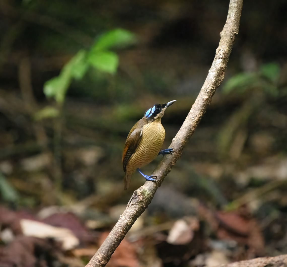 Wilsons bird-of-paradise - female, Waigeo Selatan, Indonesia Full coverage of the extraordinary Wilsons bird-of-paradise found on Waigeo Selatan, Papua. The male manages a spotless floor and calls for the female. When the female arrives, the male does a largely stationary display. Be sure to watch the video to see the display from the female&#039;s perspective:<br />
<section class="video"><iframe width="448" height="282" src="https://www.youtube-nocookie.com/embed/sJ8U-AFDF6w?hd=1&autoplay=0&rel=0" frameborder="0" allowfullscreen></iframe></section><br />
<figure class="photo"><a href="https://www.jungledragon.com/image/161020/wilsons_bird-of-paradise_-_cleaning_dance_floor_waigeo_selatan_indonesia.html" title="Wilsons bird-of-paradise - cleaning dance floor, Waigeo Selatan, Indonesia"><img src="https://s3.amazonaws.com/media.jungledragon.com/images/2/161020_thumb.jpg?AWSAccessKeyId=05GMT0V3GWVNE7GGM1R2&Expires=1759968010&Signature=KgtN2dQx2DysTBK3%2F1ucpNavUHk%3D" width="200" height="134" alt="Wilsons bird-of-paradise - cleaning dance floor, Waigeo Selatan, Indonesia Full coverage of the extraordinary Wilsons bird-of-paradise found on Waigeo Selatan, Papua. The male manages a spotless floor and calls for the female. When the female arrives, the male does a largely stationary display. Be sure to watch the video to see the display from the female&#039;s perspective:<br />
https://www.youtube.com/watch?v=sJ8U-AFDF6w<br />
https://www.jungledragon.com/image/161020/wilsons_bird-of-paradise_-_cleaning_dance_floor_waigeo_selatan_indonesia.html<br />
https://www.jungledragon.com/image/161021/wilsons_bird-of-paradise_-_male_calling_waigeo_selatan_indonesia.html<br />
https://www.jungledragon.com/image/161022/wilsons_bird-of-paradise_-_male_displays_to_female_waigeo_selatan_indonesia.html<br />
https://www.jungledragon.com/image/161023/wilsons_bird-of-paradise_-_female_waigeo_selatan_indonesia.html<br />
https://www.jungledragon.com/image/161024/wilsons_bird-of-paradise_-_male_calling_waigeo_selatan_indonesia.html<br />
https://www.jungledragon.com/image/161025/wilsons_bird-of-paradise_-_male_pecking_dance_floor_waigeo_selatan_indonesia.html<br />
https://www.jungledragon.com/image/161026/wilsons_bird-of-paradise_-_male_listening_waigeo_selatan_indonesia.html<br />
https://www.jungledragon.com/image/161027/wilsons_bird-of-paradise_-_female_perched_waigeo_selatan_indonesia.html<br />
https://www.jungledragon.com/image/161030/wilsons_bird-of-paradise_-_male_waigeo_selatan_indonesia.html<br />
 Australia (continent),Diphyllodes respublica,Geotagged,Indonesia,New Guinea,Papua,Papua 2023,Raja Ampat,Spring,Waigeo,West Papua,Western New Guinea,Wilsons bird-of-paradise" /></a></figure><br />
<figure class="photo"><a href="https://www.jungledragon.com/image/161021/wilsons_bird-of-paradise_-_male_calling_waigeo_selatan_indonesia.html" title="Wilsons bird-of-paradise - male calling, Waigeo Selatan, Indonesia"><img src="https://s3.amazonaws.com/media.jungledragon.com/images/2/161021_thumb.jpg?AWSAccessKeyId=05GMT0V3GWVNE7GGM1R2&Expires=1759968010&Signature=7Qzb526l96DHL8bnlocpbp5%2ByMk%3D" width="200" height="134" alt="Wilsons bird-of-paradise - male calling, Waigeo Selatan, Indonesia Full coverage of the extraordinary Wilsons bird-of-paradise found on Waigeo Selatan, Papua. The male manages a spotless floor and calls for the female. When the female arrives, the male does a largely stationary display. Be sure to watch the video to see the display from the female&#039;s perspective:<br />
https://www.youtube.com/watch?v=sJ8U-AFDF6w<br />
https://www.jungledragon.com/image/161020/wilsons_bird-of-paradise_-_cleaning_dance_floor_waigeo_selatan_indonesia.html<br />
https://www.jungledragon.com/image/161021/wilsons_bird-of-paradise_-_male_calling_waigeo_selatan_indonesia.html<br />
https://www.jungledragon.com/image/161022/wilsons_bird-of-paradise_-_male_displays_to_female_waigeo_selatan_indonesia.html<br />
https://www.jungledragon.com/image/161023/wilsons_bird-of-paradise_-_female_waigeo_selatan_indonesia.html<br />
https://www.jungledragon.com/image/161024/wilsons_bird-of-paradise_-_male_calling_waigeo_selatan_indonesia.html<br />
https://www.jungledragon.com/image/161025/wilsons_bird-of-paradise_-_male_pecking_dance_floor_waigeo_selatan_indonesia.html<br />
https://www.jungledragon.com/image/161026/wilsons_bird-of-paradise_-_male_listening_waigeo_selatan_indonesia.html<br />
https://www.jungledragon.com/image/161027/wilsons_bird-of-paradise_-_female_perched_waigeo_selatan_indonesia.html<br />
https://www.jungledragon.com/image/161030/wilsons_bird-of-paradise_-_male_waigeo_selatan_indonesia.html<br />
 Australia (continent),Diphyllodes respublica,Geotagged,Indonesia,New Guinea,Papua,Papua 2023,Raja Ampat,Spring,Waigeo,West Papua,Western New Guinea,Wilsons bird-of-paradise" /></a></figure><br />
<figure class="photo"><a href="https://www.jungledragon.com/image/161022/wilsons_bird-of-paradise_-_male_displays_to_female_waigeo_selatan_indonesia.html" title="Wilsons bird-of-paradise - male displays to female, Waigeo Selatan, Indonesia"><img src="https://s3.amazonaws.com/media.jungledragon.com/images/2/161022_thumb.jpg?AWSAccessKeyId=05GMT0V3GWVNE7GGM1R2&Expires=1759968010&Signature=z1EwSUZCHI9wr4WqGdUXalBS8p4%3D" width="200" height="144" alt="Wilsons bird-of-paradise - male displays to female, Waigeo Selatan, Indonesia Full coverage of the extraordinary Wilsons bird-of-paradise found on Waigeo Selatan, Papua. The male manages a spotless floor and calls for the female. When the female arrives, the male does a largely stationary display. Be sure to watch the video to see the display from the female&#039;s perspective:<br />
https://www.youtube.com/watch?v=sJ8U-AFDF6w<br />
https://www.jungledragon.com/image/161020/wilsons_bird-of-paradise_-_cleaning_dance_floor_waigeo_selatan_indonesia.html<br />
https://www.jungledragon.com/image/161021/wilsons_bird-of-paradise_-_male_calling_waigeo_selatan_indonesia.html<br />
https://www.jungledragon.com/image/161022/wilsons_bird-of-paradise_-_male_displays_to_female_waigeo_selatan_indonesia.html<br />
https://www.jungledragon.com/image/161023/wilsons_bird-of-paradise_-_female_waigeo_selatan_indonesia.html<br />
https://www.jungledragon.com/image/161024/wilsons_bird-of-paradise_-_male_calling_waigeo_selatan_indonesia.html<br />
https://www.jungledragon.com/image/161025/wilsons_bird-of-paradise_-_male_pecking_dance_floor_waigeo_selatan_indonesia.html<br />
https://www.jungledragon.com/image/161026/wilsons_bird-of-paradise_-_male_listening_waigeo_selatan_indonesia.html<br />
https://www.jungledragon.com/image/161027/wilsons_bird-of-paradise_-_female_perched_waigeo_selatan_indonesia.html<br />
https://www.jungledragon.com/image/161030/wilsons_bird-of-paradise_-_male_waigeo_selatan_indonesia.html<br />
 Australia (continent),Diphyllodes respublica,Geotagged,Indonesia,New Guinea,Papua,Papua 2023,Raja Ampat,Spring,Waigeo,West Papua,Western New Guinea,Wilson&#039;s Bird-of-Paradise" /></a></figure><br />
<figure class="photo"><a href="https://www.jungledragon.com/image/161023/wilsons_bird-of-paradise_-_female_waigeo_selatan_indonesia.html" title="Wilsons bird-of-paradise - female, Waigeo Selatan, Indonesia"><img src="https://s3.amazonaws.com/media.jungledragon.com/images/2/161023_thumb.jpg?AWSAccessKeyId=05GMT0V3GWVNE7GGM1R2&Expires=1759968010&Signature=%2FukjqP%2FMVMU68hyN4g3Uyep2MoQ%3D" width="200" height="186" alt="Wilsons bird-of-paradise - female, Waigeo Selatan, Indonesia Full coverage of the extraordinary Wilsons bird-of-paradise found on Waigeo Selatan, Papua. The male manages a spotless floor and calls for the female. When the female arrives, the male does a largely stationary display. Be sure to watch the video to see the display from the female&#039;s perspective:<br />
https://www.youtube.com/watch?v=sJ8U-AFDF6w<br />
https://www.jungledragon.com/image/161020/wilsons_bird-of-paradise_-_cleaning_dance_floor_waigeo_selatan_indonesia.html<br />
https://www.jungledragon.com/image/161021/wilsons_bird-of-paradise_-_male_calling_waigeo_selatan_indonesia.html<br />
https://www.jungledragon.com/image/161022/wilsons_bird-of-paradise_-_male_displays_to_female_waigeo_selatan_indonesia.html<br />
https://www.jungledragon.com/image/161023/wilsons_bird-of-paradise_-_female_waigeo_selatan_indonesia.html<br />
https://www.jungledragon.com/image/161024/wilsons_bird-of-paradise_-_male_calling_waigeo_selatan_indonesia.html<br />
https://www.jungledragon.com/image/161025/wilsons_bird-of-paradise_-_male_pecking_dance_floor_waigeo_selatan_indonesia.html<br />
https://www.jungledragon.com/image/161026/wilsons_bird-of-paradise_-_male_listening_waigeo_selatan_indonesia.html<br />
https://www.jungledragon.com/image/161027/wilsons_bird-of-paradise_-_female_perched_waigeo_selatan_indonesia.html<br />
https://www.jungledragon.com/image/161030/wilsons_bird-of-paradise_-_male_waigeo_selatan_indonesia.html<br />
 Australia (continent),Diphyllodes respublica,Geotagged,Indonesia,New Guinea,Papua,Papua 2023,Raja Ampat,Spring,Waigeo,West Papua,Western New Guinea,Wilson&#039;s Bird-of-Paradise" /></a></figure><br />
<figure class="photo"><a href="https://www.jungledragon.com/image/161024/wilsons_bird-of-paradise_-_male_calling_waigeo_selatan_indonesia.html" title="Wilsons bird-of-paradise - male calling, Waigeo Selatan, Indonesia"><img src="https://s3.amazonaws.com/media.jungledragon.com/images/2/161024_thumb.jpg?AWSAccessKeyId=05GMT0V3GWVNE7GGM1R2&Expires=1759968010&Signature=HD6bOgwxw8C9wVn3GErPmtWzZjY%3D" width="200" height="134" alt="Wilsons bird-of-paradise - male calling, Waigeo Selatan, Indonesia Full coverage of the extraordinary Wilsons bird-of-paradise found on Waigeo Selatan, Papua. The male manages a spotless floor and calls for the female. When the female arrives, the male does a largely stationary display. Be sure to watch the video to see the display from the female&#039;s perspective:<br />
https://www.youtube.com/watch?v=sJ8U-AFDF6w<br />
https://www.jungledragon.com/image/161020/wilsons_bird-of-paradise_-_cleaning_dance_floor_waigeo_selatan_indonesia.html<br />
https://www.jungledragon.com/image/161021/wilsons_bird-of-paradise_-_male_calling_waigeo_selatan_indonesia.html<br />
https://www.jungledragon.com/image/161022/wilsons_bird-of-paradise_-_male_displays_to_female_waigeo_selatan_indonesia.html<br />
https://www.jungledragon.com/image/161023/wilsons_bird-of-paradise_-_female_waigeo_selatan_indonesia.html<br />
https://www.jungledragon.com/image/161024/wilsons_bird-of-paradise_-_male_calling_waigeo_selatan_indonesia.html<br />
https://www.jungledragon.com/image/161025/wilsons_bird-of-paradise_-_male_pecking_dance_floor_waigeo_selatan_indonesia.html<br />
https://www.jungledragon.com/image/161026/wilsons_bird-of-paradise_-_male_listening_waigeo_selatan_indonesia.html<br />
https://www.jungledragon.com/image/161027/wilsons_bird-of-paradise_-_female_perched_waigeo_selatan_indonesia.html<br />
https://www.jungledragon.com/image/161030/wilsons_bird-of-paradise_-_male_waigeo_selatan_indonesia.html<br />
 Australia (continent),Diphyllodes respublica,Geotagged,Indonesia,New Guinea,Papua,Papua 2023,Raja Ampat,Spring,Waigeo,West Papua,Western New Guinea,Wilson&#039;s Bird-of-Paradise" /></a></figure><br />
<figure class="photo"><a href="https://www.jungledragon.com/image/161025/wilsons_bird-of-paradise_-_male_pecking_dance_floor_waigeo_selatan_indonesia.html" title="Wilsons bird-of-paradise - male pecking dance floor, Waigeo Selatan, Indonesia"><img src="https://s3.amazonaws.com/media.jungledragon.com/images/2/161025_thumb.jpg?AWSAccessKeyId=05GMT0V3GWVNE7GGM1R2&Expires=1759968010&Signature=eHUVg%2FH%2F4%2FXZHnfgiUh8X%2BP6X6A%3D" width="200" height="136" alt="Wilsons bird-of-paradise - male pecking dance floor, Waigeo Selatan, Indonesia Full coverage of the extraordinary Wilsons bird-of-paradise found on Waigeo Selatan, Papua. The male manages a spotless floor and calls for the female. When the female arrives, the male does a largely stationary display. Be sure to watch the video to see the display from the female&#039;s perspective:<br />
https://www.youtube.com/watch?v=sJ8U-AFDF6w<br />
https://www.jungledragon.com/image/161020/wilsons_bird-of-paradise_-_cleaning_dance_floor_waigeo_selatan_indonesia.html<br />
https://www.jungledragon.com/image/161021/wilsons_bird-of-paradise_-_male_calling_waigeo_selatan_indonesia.html<br />
https://www.jungledragon.com/image/161022/wilsons_bird-of-paradise_-_male_displays_to_female_waigeo_selatan_indonesia.html<br />
https://www.jungledragon.com/image/161023/wilsons_bird-of-paradise_-_female_waigeo_selatan_indonesia.html<br />
https://www.jungledragon.com/image/161024/wilsons_bird-of-paradise_-_male_calling_waigeo_selatan_indonesia.html<br />
https://www.jungledragon.com/image/161025/wilsons_bird-of-paradise_-_male_pecking_dance_floor_waigeo_selatan_indonesia.html<br />
https://www.jungledragon.com/image/161026/wilsons_bird-of-paradise_-_male_listening_waigeo_selatan_indonesia.html<br />
https://www.jungledragon.com/image/161027/wilsons_bird-of-paradise_-_female_perched_waigeo_selatan_indonesia.html<br />
https://www.jungledragon.com/image/161030/wilsons_bird-of-paradise_-_male_waigeo_selatan_indonesia.html<br />
 Australia (continent),Diphyllodes respublica,Geotagged,Indonesia,New Guinea,Papua,Papua 2023,Raja Ampat,Spring,Waigeo,West Papua,Western New Guinea,Wilson&#039;s Bird-of-Paradise" /></a></figure><br />
<figure class="photo"><a href="https://www.jungledragon.com/image/161026/wilsons_bird-of-paradise_-_male_listening_waigeo_selatan_indonesia.html" title="Wilsons bird-of-paradise - male listening, Waigeo Selatan, Indonesia"><img src="https://s3.amazonaws.com/media.jungledragon.com/images/2/161026_thumb.jpg?AWSAccessKeyId=05GMT0V3GWVNE7GGM1R2&Expires=1759968010&Signature=%2BgSR%2BQkmf1HTpcf7OmYYgFxSrNI%3D" width="200" height="116" alt="Wilsons bird-of-paradise - male listening, Waigeo Selatan, Indonesia Full coverage of the extraordinary Wilsons bird-of-paradise found on Waigeo Selatan, Papua. The male manages a spotless floor and calls for the female. When the female arrives, the male does a largely stationary display. Be sure to watch the video to see the display from the female&#039;s perspective:<br />
https://www.youtube.com/watch?v=sJ8U-AFDF6w<br />
https://www.jungledragon.com/image/161020/wilsons_bird-of-paradise_-_cleaning_dance_floor_waigeo_selatan_indonesia.html<br />
https://www.jungledragon.com/image/161021/wilsons_bird-of-paradise_-_male_calling_waigeo_selatan_indonesia.html<br />
https://www.jungledragon.com/image/161022/wilsons_bird-of-paradise_-_male_displays_to_female_waigeo_selatan_indonesia.html<br />
https://www.jungledragon.com/image/161023/wilsons_bird-of-paradise_-_female_waigeo_selatan_indonesia.html<br />
https://www.jungledragon.com/image/161024/wilsons_bird-of-paradise_-_male_calling_waigeo_selatan_indonesia.html<br />
https://www.jungledragon.com/image/161025/wilsons_bird-of-paradise_-_male_pecking_dance_floor_waigeo_selatan_indonesia.html<br />
https://www.jungledragon.com/image/161026/wilsons_bird-of-paradise_-_male_listening_waigeo_selatan_indonesia.html<br />
https://www.jungledragon.com/image/161027/wilsons_bird-of-paradise_-_female_perched_waigeo_selatan_indonesia.html<br />
https://www.jungledragon.com/image/161030/wilsons_bird-of-paradise_-_male_waigeo_selatan_indonesia.html<br />
 Australia (continent),Diphyllodes respublica,Geotagged,Indonesia,New Guinea,Papua,Papua 2023,Raja Ampat,Spring,Waigeo,West Papua,Western New Guinea,Wilson&#039;s Bird-of-Paradise" /></a></figure><br />
<figure class="photo"><a href="https://www.jungledragon.com/image/161027/wilsons_bird-of-paradise_-_female_perched_waigeo_selatan_indonesia.html" title="Wilsons bird-of-paradise - female perched, Waigeo Selatan, Indonesia"><img src="https://s3.amazonaws.com/media.jungledragon.com/images/2/161027_thumb.jpg?AWSAccessKeyId=05GMT0V3GWVNE7GGM1R2&Expires=1759968010&Signature=ItdRGSFJrLg8iTCX96JEInDGxhI%3D" width="200" height="134" alt="Wilsons bird-of-paradise - female perched, Waigeo Selatan, Indonesia Full coverage of the extraordinary Wilsons bird-of-paradise found on Waigeo Selatan, Papua. The male manages a spotless floor and calls for the female. When the female arrives, the male does a largely stationary display. Be sure to watch the video to see the display from the female&#039;s perspective:<br />
https://www.youtube.com/watch?v=sJ8U-AFDF6w<br />
https://www.jungledragon.com/image/161020/wilsons_bird-of-paradise_-_cleaning_dance_floor_waigeo_selatan_indonesia.html<br />
https://www.jungledragon.com/image/161021/wilsons_bird-of-paradise_-_male_calling_waigeo_selatan_indonesia.html<br />
https://www.jungledragon.com/image/161022/wilsons_bird-of-paradise_-_male_displays_to_female_waigeo_selatan_indonesia.html<br />
https://www.jungledragon.com/image/161023/wilsons_bird-of-paradise_-_female_waigeo_selatan_indonesia.html<br />
https://www.jungledragon.com/image/161024/wilsons_bird-of-paradise_-_male_calling_waigeo_selatan_indonesia.html<br />
https://www.jungledragon.com/image/161025/wilsons_bird-of-paradise_-_male_pecking_dance_floor_waigeo_selatan_indonesia.html<br />
https://www.jungledragon.com/image/161026/wilsons_bird-of-paradise_-_male_listening_waigeo_selatan_indonesia.html<br />
https://www.jungledragon.com/image/161027/wilsons_bird-of-paradise_-_female_perched_waigeo_selatan_indonesia.html<br />
https://www.jungledragon.com/image/161030/wilsons_bird-of-paradise_-_male_waigeo_selatan_indonesia.html<br />
 Australia (continent),Diphyllodes respublica,Geotagged,Indonesia,New Guinea,Papua,Papua 2023,Raja Ampat,Spring,Waigeo,West Papua,Western New Guinea,Wilson&#039;s Bird-of-Paradise" /></a></figure><br />
<figure class="photo"><a href="https://www.jungledragon.com/image/161030/wilsons_bird-of-paradise_-_male_waigeo_selatan_indonesia.html" title="Wilsons bird-of-paradise - male, Waigeo Selatan, Indonesia"><img src="https://s3.amazonaws.com/media.jungledragon.com/images/2/161030_thumb.jpg?AWSAccessKeyId=05GMT0V3GWVNE7GGM1R2&Expires=1759968010&Signature=AV30WUroCf5FsB84qkpImCnqtQk%3D" width="200" height="134" alt="Wilsons bird-of-paradise - male, Waigeo Selatan, Indonesia Full coverage of the extraordinary Wilsons bird-of-paradise found on Waigeo Selatan, Papua. The male manages a spotless floor and calls for the female. When the female arrives, the male does a largely stationary display. Be sure to watch the video to see the display from the female&#039;s perspective:<br />
https://www.youtube.com/watch?v=sJ8U-AFDF6w<br />
https://www.jungledragon.com/image/161020/wilsons_bird-of-paradise_-_cleaning_dance_floor_waigeo_selatan_indonesia.html<br />
https://www.jungledragon.com/image/161021/wilsons_bird-of-paradise_-_male_calling_waigeo_selatan_indonesia.html<br />
https://www.jungledragon.com/image/161022/wilsons_bird-of-paradise_-_male_displays_to_female_waigeo_selatan_indonesia.html<br />
https://www.jungledragon.com/image/161023/wilsons_bird-of-paradise_-_female_waigeo_selatan_indonesia.html<br />
https://www.jungledragon.com/image/161024/wilsons_bird-of-paradise_-_male_calling_waigeo_selatan_indonesia.html<br />
https://www.jungledragon.com/image/161025/wilsons_bird-of-paradise_-_male_pecking_dance_floor_waigeo_selatan_indonesia.html<br />
https://www.jungledragon.com/image/161026/wilsons_bird-of-paradise_-_male_listening_waigeo_selatan_indonesia.html<br />
https://www.jungledragon.com/image/161027/wilsons_bird-of-paradise_-_female_perched_waigeo_selatan_indonesia.html<br />
https://www.jungledragon.com/image/161030/wilsons_bird-of-paradise_-_male_waigeo_selatan_indonesia.html<br />
 Australia (continent),Diphyllodes respublica,Geotagged,Indonesia,New Guinea,Papua,Papua 2023,Raja Ampat,Spring,Waigeo,West Papua,Western New Guinea,Wilson&#039;s Bird-of-Paradise" /></a></figure><br />
 Australia (continent),Diphyllodes respublica,Geotagged,Indonesia,New Guinea,Papua,Papua 2023,Raja Ampat,Spring,Waigeo,West Papua,Western New Guinea,Wilson's Bird-of-Paradise