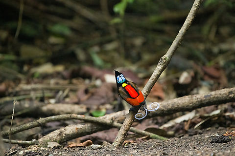 Wilsons bird-of-paradise - male calling, Waigeo Selatan, Indonesia Full coverage of the extraordinary Wilsons bird-of-paradise found on Waigeo Selatan, Papua. The male manages a spotless floor and calls for the female. When the female arrives, the male does a largely stationary display. Be sure to watch the video to see the display from the female's perspective:
https://www.youtube.com/watch?v=sJ8U-AFDF6w
https://www.jungledragon.com/image/161020/wilsons_bird-of-paradise_-_cleaning_dance_floor_waigeo_selatan_indonesia.html
https://www.jungledragon.com/image/161021/wilsons_bird-of-paradise_-_male_calling_waigeo_selatan_indonesia.html
https://www.jungledragon.com/image/161022/wilsons_bird-of-paradise_-_male_displays_to_female_waigeo_selatan_indonesia.html
https://www.jungledragon.com/image/161023/wilsons_bird-of-paradise_-_female_waigeo_selatan_indonesia.html
https://www.jungledragon.com/image/161024/wilsons_bird-of-paradise_-_male_calling_waigeo_selatan_indonesia.html
https://www.jungledragon.com/image/161025/wilsons_bird-of-paradise_-_male_pecking_dance_floor_waigeo_selatan_indonesia.html
https://www.jungledragon.com/image/161026/wilsons_bird-of-paradise_-_male_listening_waigeo_selatan_indonesia.html
https://www.jungledragon.com/image/161027/wilsons_bird-of-paradise_-_female_perched_waigeo_selatan_indonesia.html
https://www.jungledragon.com/image/161030/wilsons_bird-of-paradise_-_male_waigeo_selatan_indonesia.html
 Australia (continent),Diphyllodes respublica,Geotagged,Indonesia,New Guinea,Papua,Papua 2023,Raja Ampat,Spring,Waigeo,West Papua,Western New Guinea,Wilson's Bird-of-Paradise