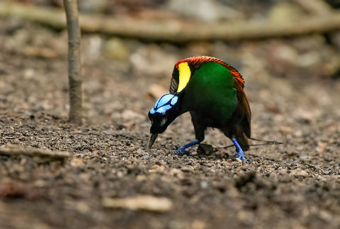 Wilsons bird-of-paradise - male pecking dance floor, Waigeo Selatan, Indonesia Full coverage of the extraordinary Wilsons bird-of-paradise found on Waigeo Selatan, Papua. The male manages a spotless floor and calls for the female. When the female arrives, the male does a largely stationary display. Be sure to watch the video to see the display from the female's perspective:
https://www.youtube.com/watch?v=sJ8U-AFDF6w
https://www.jungledragon.com/image/161020/wilsons_bird-of-paradise_-_cleaning_dance_floor_waigeo_selatan_indonesia.html
https://www.jungledragon.com/image/161021/wilsons_bird-of-paradise_-_male_calling_waigeo_selatan_indonesia.html
https://www.jungledragon.com/image/161022/wilsons_bird-of-paradise_-_male_displays_to_female_waigeo_selatan_indonesia.html
https://www.jungledragon.com/image/161023/wilsons_bird-of-paradise_-_female_waigeo_selatan_indonesia.html
https://www.jungledragon.com/image/161024/wilsons_bird-of-paradise_-_male_calling_waigeo_selatan_indonesia.html
https://www.jungledragon.com/image/161025/wilsons_bird-of-paradise_-_male_pecking_dance_floor_waigeo_selatan_indonesia.html
https://www.jungledragon.com/image/161026/wilsons_bird-of-paradise_-_male_listening_waigeo_selatan_indonesia.html
https://www.jungledragon.com/image/161027/wilsons_bird-of-paradise_-_female_perched_waigeo_selatan_indonesia.html
https://www.jungledragon.com/image/161030/wilsons_bird-of-paradise_-_male_waigeo_selatan_indonesia.html
 Australia (continent),Diphyllodes respublica,Geotagged,Indonesia,New Guinea,Papua,Papua 2023,Raja Ampat,Spring,Waigeo,West Papua,Western New Guinea,Wilson's Bird-of-Paradise