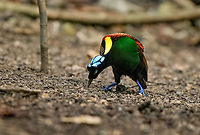 Wilsons bird-of-paradise - male pecking dance floor, Waigeo Selatan, Indonesia Full coverage of the extraordinary Wilsons bird-of-paradise found on Waigeo Selatan, Papua. The male manages a spotless floor and calls for the female. When the female arrives, the male does a largely stationary display. Be sure to watch the video to see the display from the female's perspective:<br />
https://www.youtube.com/watch?v=sJ8U-AFDF6w<br />
https://www.jungledragon.com/image/161020/wilsons_bird-of-paradise_-_cleaning_dance_floor_waigeo_selatan_indonesia.html<br />
https://www.jungledragon.com/image/161021/wilsons_bird-of-paradise_-_male_calling_waigeo_selatan_indonesia.html<br />
https://www.jungledragon.com/image/161022/wilsons_bird-of-paradise_-_male_displays_to_female_waigeo_selatan_indonesia.html<br />
https://www.jungledragon.com/image/161023/wilsons_bird-of-paradise_-_female_waigeo_selatan_indonesia.html<br />
https://www.jungledragon.com/image/161024/wilsons_bird-of-paradise_-_male_calling_waigeo_selatan_indonesia.html<br />
https://www.jungledragon.com/image/161025/wilsons_bird-of-paradise_-_male_pecking_dance_floor_waigeo_selatan_indonesia.html<br />
https://www.jungledragon.com/image/161026/wilsons_bird-of-paradise_-_male_listening_waigeo_selatan_indonesia.html<br />
https://www.jungledragon.com/image/161027/wilsons_bird-of-paradise_-_female_perched_waigeo_selatan_indonesia.html<br />
https://www.jungledragon.com/image/161030/wilsons_bird-of-paradise_-_male_waigeo_selatan_indonesia.html<br />
 Australia (continent),Diphyllodes respublica,Geotagged,Indonesia,New Guinea,Papua,Papua 2023,Raja Ampat,Spring,Waigeo,West Papua,Western New Guinea,Wilson's Bird-of-Paradise