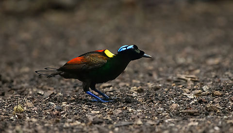 Wilsons bird-of-paradise - male listening, Waigeo Selatan, Indonesia Full coverage of the extraordinary Wilsons bird-of-paradise found on Waigeo Selatan, Papua. The male manages a spotless floor and calls for the female. When the female arrives, the male does a largely stationary display. Be sure to watch the video to see the display from the female's perspective:
https://www.youtube.com/watch?v=sJ8U-AFDF6w
https://www.jungledragon.com/image/161020/wilsons_bird-of-paradise_-_cleaning_dance_floor_waigeo_selatan_indonesia.html
https://www.jungledragon.com/image/161021/wilsons_bird-of-paradise_-_male_calling_waigeo_selatan_indonesia.html
https://www.jungledragon.com/image/161022/wilsons_bird-of-paradise_-_male_displays_to_female_waigeo_selatan_indonesia.html
https://www.jungledragon.com/image/161023/wilsons_bird-of-paradise_-_female_waigeo_selatan_indonesia.html
https://www.jungledragon.com/image/161024/wilsons_bird-of-paradise_-_male_calling_waigeo_selatan_indonesia.html
https://www.jungledragon.com/image/161025/wilsons_bird-of-paradise_-_male_pecking_dance_floor_waigeo_selatan_indonesia.html
https://www.jungledragon.com/image/161026/wilsons_bird-of-paradise_-_male_listening_waigeo_selatan_indonesia.html
https://www.jungledragon.com/image/161027/wilsons_bird-of-paradise_-_female_perched_waigeo_selatan_indonesia.html
https://www.jungledragon.com/image/161030/wilsons_bird-of-paradise_-_male_waigeo_selatan_indonesia.html
 Australia (continent),Diphyllodes respublica,Geotagged,Indonesia,New Guinea,Papua,Papua 2023,Raja Ampat,Spring,Waigeo,West Papua,Western New Guinea,Wilson's Bird-of-Paradise
