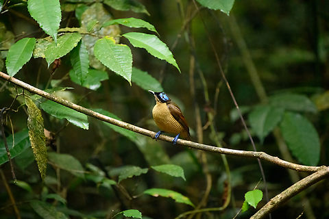 Wilsons bird-of-paradise - female perched, Waigeo Selatan, Indonesia Full coverage of the extraordinary Wilsons bird-of-paradise found on Waigeo Selatan, Papua. The male manages a spotless floor and calls for the female. When the female arrives, the male does a largely stationary display. Be sure to watch the video to see the display from the female's perspective:
https://www.youtube.com/watch?v=sJ8U-AFDF6w
https://www.jungledragon.com/image/161020/wilsons_bird-of-paradise_-_cleaning_dance_floor_waigeo_selatan_indonesia.html
https://www.jungledragon.com/image/161021/wilsons_bird-of-paradise_-_male_calling_waigeo_selatan_indonesia.html
https://www.jungledragon.com/image/161022/wilsons_bird-of-paradise_-_male_displays_to_female_waigeo_selatan_indonesia.html
https://www.jungledragon.com/image/161023/wilsons_bird-of-paradise_-_female_waigeo_selatan_indonesia.html
https://www.jungledragon.com/image/161024/wilsons_bird-of-paradise_-_male_calling_waigeo_selatan_indonesia.html
https://www.jungledragon.com/image/161025/wilsons_bird-of-paradise_-_male_pecking_dance_floor_waigeo_selatan_indonesia.html
https://www.jungledragon.com/image/161026/wilsons_bird-of-paradise_-_male_listening_waigeo_selatan_indonesia.html
https://www.jungledragon.com/image/161027/wilsons_bird-of-paradise_-_female_perched_waigeo_selatan_indonesia.html
https://www.jungledragon.com/image/161030/wilsons_bird-of-paradise_-_male_waigeo_selatan_indonesia.html
 Australia (continent),Diphyllodes respublica,Geotagged,Indonesia,New Guinea,Papua,Papua 2023,Raja Ampat,Spring,Waigeo,West Papua,Western New Guinea,Wilson's Bird-of-Paradise