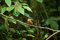 Wilsons bird-of-paradise - female perched, Waigeo Selatan, Indonesia Full coverage of the extraordinary Wilsons bird-of-paradise found on Waigeo Selatan, Papua. The male manages a spotless floor and calls for the female. When the female arrives, the male does a largely stationary display. Be sure to watch the video to see the display from the female's perspective:<br />
https://www.youtube.com/watch?v=sJ8U-AFDF6w<br />
https://www.jungledragon.com/image/161020/wilsons_bird-of-paradise_-_cleaning_dance_floor_waigeo_selatan_indonesia.html<br />
https://www.jungledragon.com/image/161021/wilsons_bird-of-paradise_-_male_calling_waigeo_selatan_indonesia.html<br />
https://www.jungledragon.com/image/161022/wilsons_bird-of-paradise_-_male_displays_to_female_waigeo_selatan_indonesia.html<br />
https://www.jungledragon.com/image/161023/wilsons_bird-of-paradise_-_female_waigeo_selatan_indonesia.html<br />
https://www.jungledragon.com/image/161024/wilsons_bird-of-paradise_-_male_calling_waigeo_selatan_indonesia.html<br />
https://www.jungledragon.com/image/161025/wilsons_bird-of-paradise_-_male_pecking_dance_floor_waigeo_selatan_indonesia.html<br />
https://www.jungledragon.com/image/161026/wilsons_bird-of-paradise_-_male_listening_waigeo_selatan_indonesia.html<br />
https://www.jungledragon.com/image/161027/wilsons_bird-of-paradise_-_female_perched_waigeo_selatan_indonesia.html<br />
https://www.jungledragon.com/image/161030/wilsons_bird-of-paradise_-_male_waigeo_selatan_indonesia.html<br />
Australia (continent),Diphyllodes respublica,Geotagged,Indonesia,New Guinea,Papua,Papua 2023,Raja Ampat,Spring,Waigeo,West Papua,Western New Guinea,Wilson's Bird-of-Paradise