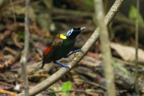 Wilsons bird-of-paradise - male closeup, Waigeo Selatan, Indonesia Full coverage of the extraordinary Wilsons bird-of-paradise found on Waigeo Selatan, Papua. The male manages a spotless floor and calls for the female. When the female arrives, the male does a largely stationary display. Be sure to watch the video to see the display from the female's perspective:
https://www.youtube.com/watch?v=sJ8U-AFDF6w
https://www.jungledragon.com/image/161020/wilsons_bird-of-paradise_-_cleaning_dance_floor_waigeo_selatan_indonesia.html
https://www.jungledragon.com/image/161021/wilsons_bird-of-paradise_-_male_calling_waigeo_selatan_indonesia.html
https://www.jungledragon.com/image/161022/wilsons_bird-of-paradise_-_male_displays_to_female_waigeo_selatan_indonesia.html
https://www.jungledragon.com/image/161023/wilsons_bird-of-paradise_-_female_waigeo_selatan_indonesia.html
https://www.jungledragon.com/image/161024/wilsons_bird-of-paradise_-_male_calling_waigeo_selatan_indonesia.html
https://www.jungledragon.com/image/161025/wilsons_bird-of-paradise_-_male_pecking_dance_floor_waigeo_selatan_indonesia.html
https://www.jungledragon.com/image/161026/wilsons_bird-of-paradise_-_male_listening_waigeo_selatan_indonesia.html
https://www.jungledragon.com/image/161027/wilsons_bird-of-paradise_-_female_perched_waigeo_selatan_indonesia.html
https://www.jungledragon.com/image/161030/wilsons_bird-of-paradise_-_male_waigeo_selatan_indonesia.html
 Australia (continent),Diphyllodes respublica,Geotagged,Indonesia,New Guinea,Papua,Papua 2023,Raja Ampat,Spring,Waigeo,West Papua,Western New Guinea,Wilson's Bird-of-Paradise