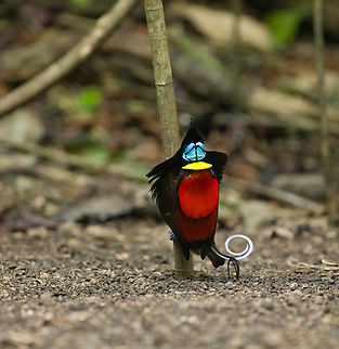 Wilsons bird-of-paradise - male display, Waigeo Selatan, Indonesia Full coverage of the extraordinary Wilsons bird-of-paradise found on Waigeo Selatan, Papua. The male manages a spotless floor and calls for the female. When the female arrives, the male does a largely stationary display. Be sure to watch the video to see the display from the female's perspective:
https://www.youtube.com/watch?v=sJ8U-AFDF6w
https://www.jungledragon.com/image/161020/wilsons_bird-of-paradise_-_cleaning_dance_floor_waigeo_selatan_indonesia.html
https://www.jungledragon.com/image/161021/wilsons_bird-of-paradise_-_male_calling_waigeo_selatan_indonesia.html
https://www.jungledragon.com/image/161022/wilsons_bird-of-paradise_-_male_displays_to_female_waigeo_selatan_indonesia.html
https://www.jungledragon.com/image/161023/wilsons_bird-of-paradise_-_female_waigeo_selatan_indonesia.html
https://www.jungledragon.com/image/161024/wilsons_bird-of-paradise_-_male_calling_waigeo_selatan_indonesia.html
https://www.jungledragon.com/image/161025/wilsons_bird-of-paradise_-_male_pecking_dance_floor_waigeo_selatan_indonesia.html
https://www.jungledragon.com/image/161026/wilsons_bird-of-paradise_-_male_listening_waigeo_selatan_indonesia.html
https://www.jungledragon.com/image/161027/wilsons_bird-of-paradise_-_female_perched_waigeo_selatan_indonesia.html
https://www.jungledragon.com/image/161030/wilsons_bird-of-paradise_-_male_waigeo_selatan_indonesia.html
 Australia (continent),Diphyllodes respublica,Geotagged,Indonesia,New Guinea,Papua,Papua 2023,Raja Ampat,Spring,Waigeo,West Papua,Western New Guinea,Wilson's Bird-of-Paradise