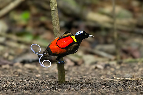 Wilsons bird-of-paradise - male, Waigeo Selatan, Indonesia Full coverage of the extraordinary Wilsons bird-of-paradise found on Waigeo Selatan, Papua. The male manages a spotless floor and calls for the female. When the female arrives, the male does a largely stationary display. Be sure to watch the video to see the display from the female's perspective:
https://www.youtube.com/watch?v=sJ8U-AFDF6w
https://www.jungledragon.com/image/161020/wilsons_bird-of-paradise_-_cleaning_dance_floor_waigeo_selatan_indonesia.html
https://www.jungledragon.com/image/161021/wilsons_bird-of-paradise_-_male_calling_waigeo_selatan_indonesia.html
https://www.jungledragon.com/image/161022/wilsons_bird-of-paradise_-_male_displays_to_female_waigeo_selatan_indonesia.html
https://www.jungledragon.com/image/161023/wilsons_bird-of-paradise_-_female_waigeo_selatan_indonesia.html
https://www.jungledragon.com/image/161024/wilsons_bird-of-paradise_-_male_calling_waigeo_selatan_indonesia.html
https://www.jungledragon.com/image/161025/wilsons_bird-of-paradise_-_male_pecking_dance_floor_waigeo_selatan_indonesia.html
https://www.jungledragon.com/image/161026/wilsons_bird-of-paradise_-_male_listening_waigeo_selatan_indonesia.html
https://www.jungledragon.com/image/161027/wilsons_bird-of-paradise_-_female_perched_waigeo_selatan_indonesia.html
https://www.jungledragon.com/image/161030/wilsons_bird-of-paradise_-_male_waigeo_selatan_indonesia.html
 Australia (continent),Diphyllodes respublica,Geotagged,Indonesia,New Guinea,Papua,Papua 2023,Raja Ampat,Spring,Waigeo,West Papua,Western New Guinea,Wilson's Bird-of-Paradise