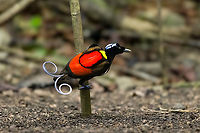 Wilsons bird-of-paradise - male, Waigeo Selatan, Indonesia Full coverage of the extraordinary Wilsons bird-of-paradise found on Waigeo Selatan, Papua. The male manages a spotless floor and calls for the female. When the female arrives, the male does a largely stationary display. Be sure to watch the video to see the display from the female's perspective:<br />
https://www.youtube.com/watch?v=sJ8U-AFDF6w<br />
https://www.jungledragon.com/image/161020/wilsons_bird-of-paradise_-_cleaning_dance_floor_waigeo_selatan_indonesia.html<br />
https://www.jungledragon.com/image/161021/wilsons_bird-of-paradise_-_male_calling_waigeo_selatan_indonesia.html<br />
https://www.jungledragon.com/image/161022/wilsons_bird-of-paradise_-_male_displays_to_female_waigeo_selatan_indonesia.html<br />
https://www.jungledragon.com/image/161023/wilsons_bird-of-paradise_-_female_waigeo_selatan_indonesia.html<br />
https://www.jungledragon.com/image/161024/wilsons_bird-of-paradise_-_male_calling_waigeo_selatan_indonesia.html<br />
https://www.jungledragon.com/image/161025/wilsons_bird-of-paradise_-_male_pecking_dance_floor_waigeo_selatan_indonesia.html<br />
https://www.jungledragon.com/image/161026/wilsons_bird-of-paradise_-_male_listening_waigeo_selatan_indonesia.html<br />
https://www.jungledragon.com/image/161027/wilsons_bird-of-paradise_-_female_perched_waigeo_selatan_indonesia.html<br />
https://www.jungledragon.com/image/161030/wilsons_bird-of-paradise_-_male_waigeo_selatan_indonesia.html<br />
Australia (continent),Diphyllodes respublica,Geotagged,Indonesia,New Guinea,Papua,Papua 2023,Raja Ampat,Spring,Waigeo,West Papua,Western New Guinea,Wilson's Bird-of-Paradise