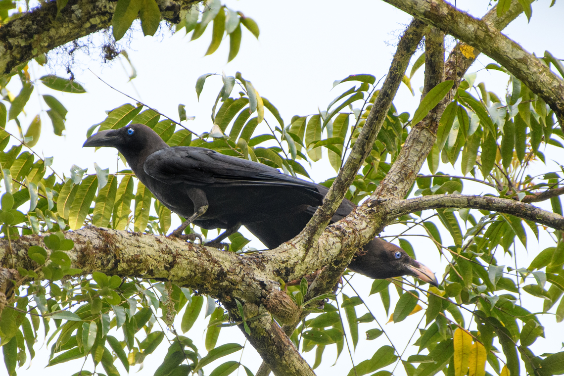 Brown-headed Crow, Waigeo Selatan, Indonesia A rarely photographed species due to its fragmented distribution. In our lucky encounter they were impossible to miss as their call is deafening.<br />
<figure class="photo"><a href="https://www.jungledragon.com/image/161032/brown-headed_crow_-_perched_waigeo_selatan_indonesia.html" title="Brown-headed Crow - perched, Waigeo Selatan, Indonesia"><img src="https://s3.amazonaws.com/media.jungledragon.com/images/2/161032_thumb.jpg?AWSAccessKeyId=05GMT0V3GWVNE7GGM1R2&Expires=1769040010&Signature=uhQFc1%2BVy3uUNp9%2FY0BzDs%2Fni9E%3D" width="200" height="134" alt="Brown-headed Crow - perched, Waigeo Selatan, Indonesia A rarely photographed species due to its fragmented distribution. In our lucky encounter they were impossible to miss as their call is deafening.<br />
https://www.jungledragon.com/image/161031/brown-headed_crow_waigeo_selatan_indonesia.html<br />
https://www.jungledragon.com/image/161033/brown-headed_crow_-_calling_waigeo_selatan_indonesia.html Australia (continent),Brown-headed crow,Corvus fuscicapillus,Geotagged,Indonesia,New Guinea,Papua,Papua 2023,Raja Ampat,Spring,Waigeo,West Papua,Western New Guinea" /></a></figure><br />
<figure class="photo"><a href="https://www.jungledragon.com/image/161033/brown-headed_crow_-_calling_waigeo_selatan_indonesia.html" title="Brown-headed Crow - calling, Waigeo Selatan, Indonesia"><img src="https://s3.amazonaws.com/media.jungledragon.com/images/2/161033_thumb.jpg?AWSAccessKeyId=05GMT0V3GWVNE7GGM1R2&Expires=1769040010&Signature=2%2FnpdbIgPJ%2FP21fLRkOUjwWZ3hc%3D" width="200" height="134" alt="Brown-headed Crow - calling, Waigeo Selatan, Indonesia A rarely photographed species due to its fragmented distribution. In our lucky encounter they were impossible to miss as their call is deafening.<br />
https://www.jungledragon.com/image/161031/brown-headed_crow_waigeo_selatan_indonesia.html<br />
https://www.jungledragon.com/image/161032/brown-headed_crow_-_perched_waigeo_selatan_indonesia.html Australia (continent),Brown-headed crow,Corvus fuscicapillus,Geotagged,Indonesia,New Guinea,Papua,Papua 2023,Raja Ampat,Spring,Waigeo,West Papua,Western New Guinea" /></a></figure> Australia (continent),Brown-headed crow,Corvus fuscicapillus,Geotagged,Indonesia,New Guinea,Papua,Papua 2023,Raja Ampat,Spring,Waigeo,West Papua,Western New Guinea