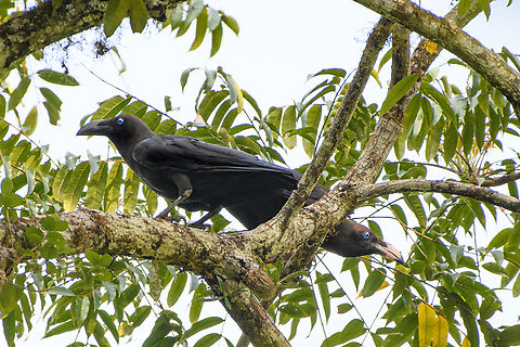 Brown-headed Crow, Waigeo Selatan, Indonesia A rarely photographed species due to its fragmented distribution. In our lucky encounter they were impossible to miss as their call is deafening.
https://www.jungledragon.com/image/161032/brown-headed_crow_-_perched_waigeo_selatan_indonesia.html
https://www.jungledragon.com/image/161033/brown-headed_crow_-_calling_waigeo_selatan_indonesia.html Australia (continent),Brown-headed crow,Corvus fuscicapillus,Geotagged,Indonesia,New Guinea,Papua,Papua 2023,Raja Ampat,Spring,Waigeo,West Papua,Western New Guinea