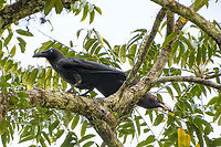 Brown-headed Crow, Waigeo Selatan, Indonesia A rarely photographed species due to its fragmented distribution. In our lucky encounter they were impossible to miss as their call is deafening.<br />
https://www.jungledragon.com/image/161032/brown-headed_crow_-_perched_waigeo_selatan_indonesia.html<br />
https://www.jungledragon.com/image/161033/brown-headed_crow_-_calling_waigeo_selatan_indonesia.html Australia (continent),Brown-headed crow,Corvus fuscicapillus,Geotagged,Indonesia,New Guinea,Papua,Papua 2023,Raja Ampat,Spring,Waigeo,West Papua,Western New Guinea