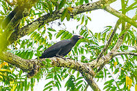 Brown-headed Crow - perched, Waigeo Selatan, Indonesia A rarely photographed species due to its fragmented distribution. In our lucky encounter they were impossible to miss as their call is deafening.<br />
https://www.jungledragon.com/image/161031/brown-headed_crow_waigeo_selatan_indonesia.html<br />
https://www.jungledragon.com/image/161033/brown-headed_crow_-_calling_waigeo_selatan_indonesia.html Australia (continent),Brown-headed crow,Corvus fuscicapillus,Geotagged,Indonesia,New Guinea,Papua,Papua 2023,Raja Ampat,Spring,Waigeo,West Papua,Western New Guinea