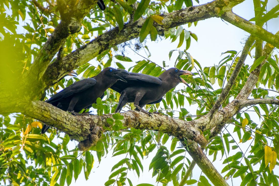 Brown-headed Crow - calling, Waigeo Selatan, Indonesia A rarely photographed species due to its fragmented distribution. In our lucky encounter they were impossible to miss as their call is deafening.<br />
<figure class="photo"><a href="https://www.jungledragon.com/image/161031/brown-headed_crow_waigeo_selatan_indonesia.html" title="Brown-headed Crow, Waigeo Selatan, Indonesia"><img src="https://s3.amazonaws.com/media.jungledragon.com/images/2/161031_thumb.jpg?AWSAccessKeyId=05GMT0V3GWVNE7GGM1R2&Expires=1759968010&Signature=ovX%2Ff6%2BfMktPWY%2FGK0Qt9Um6WzM%3D" width="200" height="134" alt="Brown-headed Crow, Waigeo Selatan, Indonesia A rarely photographed species due to its fragmented distribution. In our lucky encounter they were impossible to miss as their call is deafening.<br />
https://www.jungledragon.com/image/161032/brown-headed_crow_-_perched_waigeo_selatan_indonesia.html<br />
https://www.jungledragon.com/image/161033/brown-headed_crow_-_calling_waigeo_selatan_indonesia.html Australia (continent),Brown-headed crow,Corvus fuscicapillus,Geotagged,Indonesia,New Guinea,Papua,Papua 2023,Raja Ampat,Spring,Waigeo,West Papua,Western New Guinea" /></a></figure><br />
<figure class="photo"><a href="https://www.jungledragon.com/image/161032/brown-headed_crow_-_perched_waigeo_selatan_indonesia.html" title="Brown-headed Crow - perched, Waigeo Selatan, Indonesia"><img src="https://s3.amazonaws.com/media.jungledragon.com/images/2/161032_thumb.jpg?AWSAccessKeyId=05GMT0V3GWVNE7GGM1R2&Expires=1759968010&Signature=clQ0q61gBxCOOuyRf1BYBxIQm3E%3D" width="200" height="134" alt="Brown-headed Crow - perched, Waigeo Selatan, Indonesia A rarely photographed species due to its fragmented distribution. In our lucky encounter they were impossible to miss as their call is deafening.<br />
https://www.jungledragon.com/image/161031/brown-headed_crow_waigeo_selatan_indonesia.html<br />
https://www.jungledragon.com/image/161033/brown-headed_crow_-_calling_waigeo_selatan_indonesia.html Australia (continent),Brown-headed crow,Corvus fuscicapillus,Geotagged,Indonesia,New Guinea,Papua,Papua 2023,Raja Ampat,Spring,Waigeo,West Papua,Western New Guinea" /></a></figure> Australia (continent),Brown-headed crow,Corvus fuscicapillus,Geotagged,Indonesia,New Guinea,Papua,Papua 2023,Raja Ampat,Spring,Waigeo,West Papua,Western New Guinea