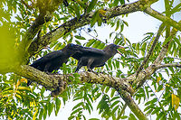 Brown-headed Crow - calling, Waigeo Selatan, Indonesia A rarely photographed species due to its fragmented distribution. In our lucky encounter they were impossible to miss as their call is deafening.<br />
https://www.jungledragon.com/image/161031/brown-headed_crow_waigeo_selatan_indonesia.html<br />
https://www.jungledragon.com/image/161032/brown-headed_crow_-_perched_waigeo_selatan_indonesia.html Australia (continent),Brown-headed crow,Corvus fuscicapillus,Geotagged,Indonesia,New Guinea,Papua,Papua 2023,Raja Ampat,Spring,Waigeo,West Papua,Western New Guinea