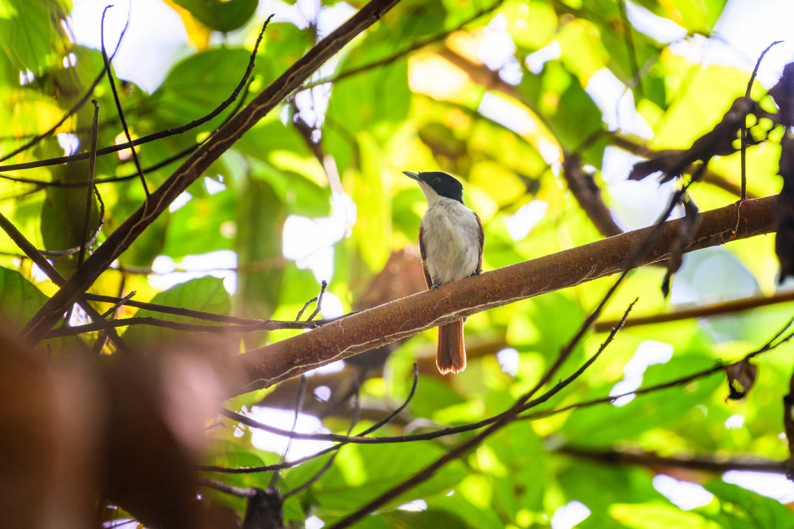 Shining flycatcher (female), Waigeo Selatan, Indonesia The female. Australia (continent),Geotagged,Indonesia,Myiagra alecto,New Guinea,Papua,Papua 2023,Raja Ampat,Shining flycatcher,Spring,Waigeo,West Papua,Western New Guinea