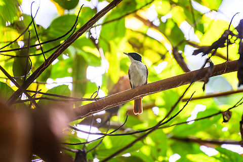 Shining flycatcher (female), Waigeo Selatan, Indonesia The female. Australia (continent),Geotagged,Indonesia,Myiagra alecto,New Guinea,Papua,Papua 2023,Raja Ampat,Shining flycatcher,Spring,Waigeo,West Papua,Western New Guinea
