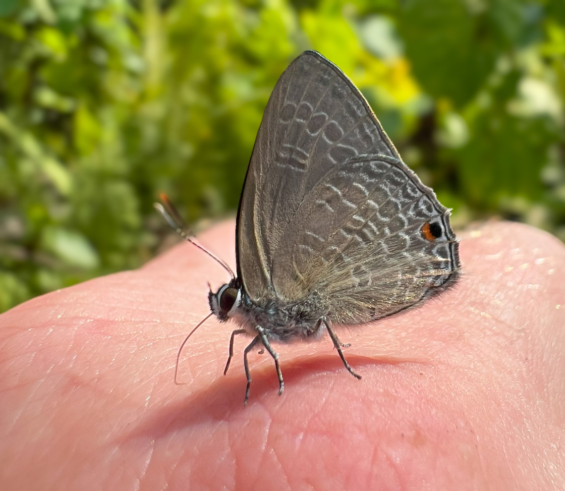 Dark Ciliated-Blue, Waigeo Selatan, Indonesia Attracted to my sweaty, salty hands. Anthene seltuttus,Australia (continent),Geotagged,Indonesia,New Guinea,Papua,Papua 2023,Raja Ampat,Spring,Waigeo,West Papua,Western New Guinea