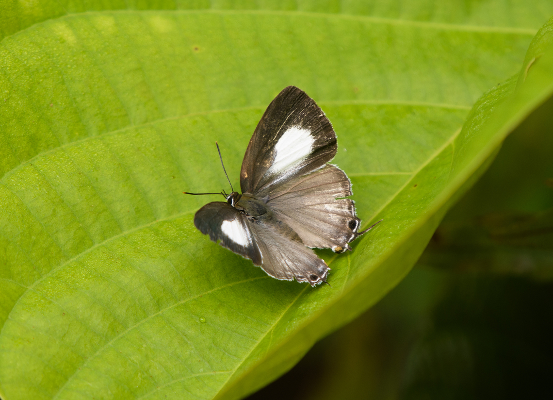 Black-spotted Flash, Waigeo Selatan, Indonesia This is the female. The male flashes blue. Australia (continent),Geotagged,Hypolycaena phorbas,Indonesia,New Guinea,Papua,Papua 2023,Raja Ampat,Spring,Waigeo,West Papua,Western New Guinea