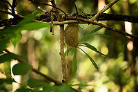 Myrmecodia alata, Waigeo Selatan, Indonesia Tentative ID.<br />
https://www.jungledragon.com/image/161257/myrmecodia_alata_-_closeup_waigeo_selatan_indonesia.html Australia (continent),Geotagged,Indonesia,Myrmecodia alata,New Guinea,Papua,Papua 2023,Raja Ampat,Spring,Waigeo,West Papua,Western New Guinea
