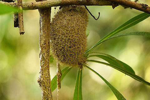 Myrmecodia alata - closeup, Waigeo Selatan, Indonesia Tentative ID.
https://www.jungledragon.com/image/161256/myrmecodia_alata_waigeo_selatan_indonesia.html Australia (continent),Geotagged,Indonesia,Myrmecodia alata,New Guinea,Papua,Papua 2023,Raja Ampat,Spring,Waigeo,West Papua,Western New Guinea