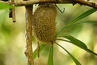 Myrmecodia alata - closeup, Waigeo Selatan, Indonesia Tentative ID.<br />
https://www.jungledragon.com/image/161256/myrmecodia_alata_waigeo_selatan_indonesia.html Australia (continent),Geotagged,Indonesia,Myrmecodia alata,New Guinea,Papua,Papua 2023,Raja Ampat,Spring,Waigeo,West Papua,Western New Guinea