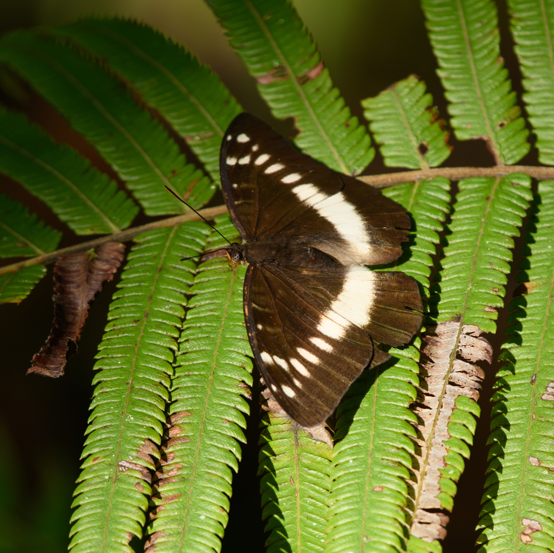 Orange-banded Plane, Waigeo Selatan, Indonesia This is the female, which is white-banded. Australia (continent),Geotagged,Indonesia,Lexias aeropa,New Guinea,Papua,Papua 2023,Raja Ampat,Spring,Waigeo,West Papua,Western New Guinea