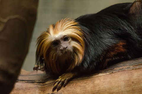 Golden-headed lion tamarin, Antwerpen Zoo  Antwerpen,Belgium,Europe,Golden-headed lion tamarin,Leontopithecus chrysomelas