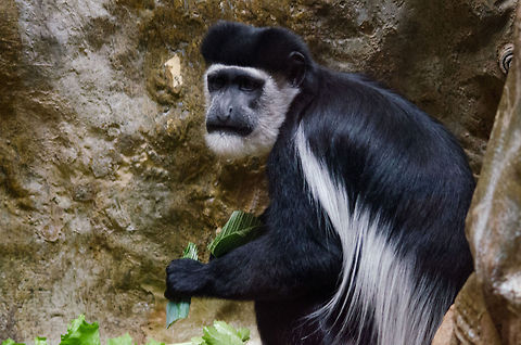 Eastern black-and-white colobus full body view, Antwerpen Zoo  Antwerpen,Belgium,Colobus guereza,Europe,Mantled guereza