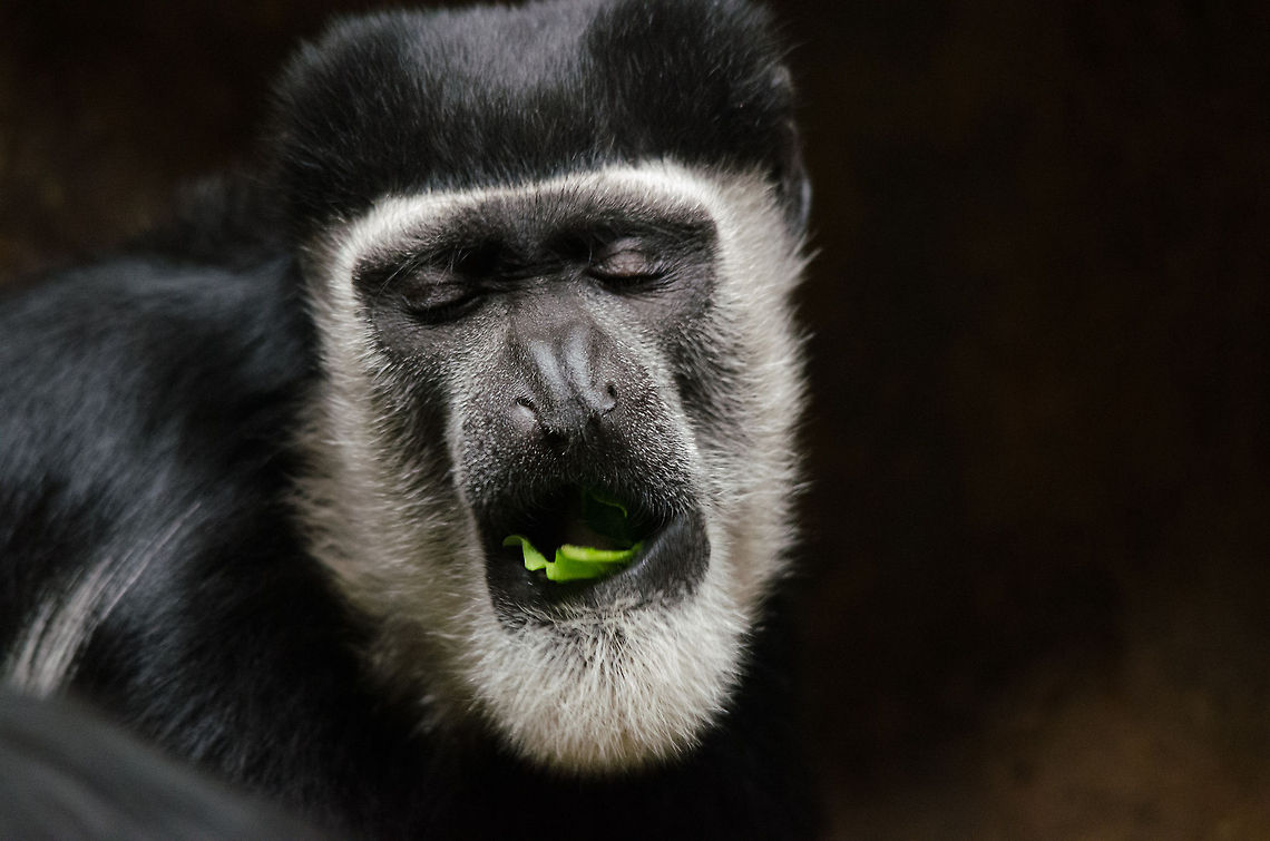 Eastern black-and-white colobus disliking salad, Antwerpen Zoo  Antwerpen,Belgium,Colobus guereza,Europe,Mantled guereza