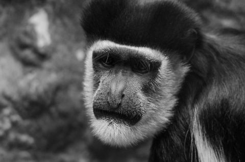 Eastern black-and-white colobus portrait (B&W), Antwerpen Zoo  Antwerpen,Belgium,Colobus guereza,Europe,Mantled guereza