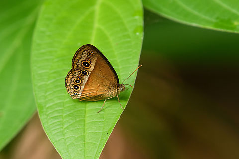 Mycalesis terminus, Waigeo Selatan, Indonesia  Australia (continent),Geotagged,Indonesia,Mycalesis terminus,New Guinea,Papua,Papua 2023,Raja Ampat,Spring,Waigeo,West Papua,Western New Guinea