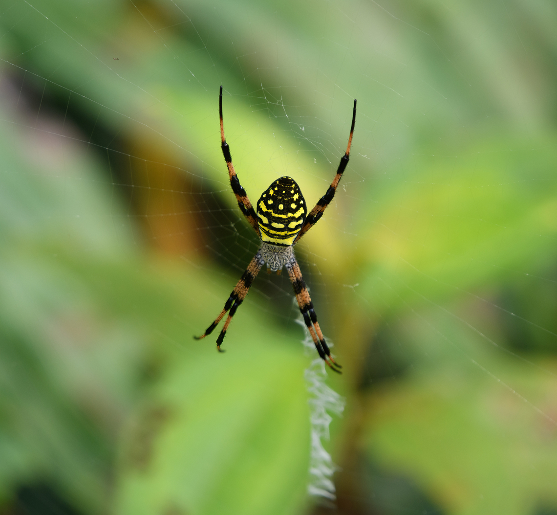 Painted Cross Spider, Waigeo Selatan, Indonesia  Argiope picta,Australia (continent),Geotagged,Indonesia,New Guinea,Painted Cross Spider,Papua,Papua 2023,Raja Ampat,Spring,Waigeo,West Papua,Western New Guinea