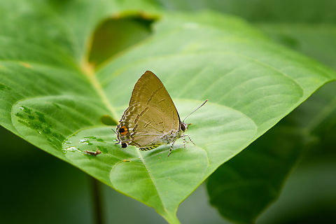 Hypolycaena erylus, Waigeo Selatan, Indonesia  Australia (continent),Common tit,Geotagged,Hypolycaena erylus,Indonesia,New Guinea,Papua,Papua 2023,Raja Ampat,Spring,Waigeo,West Papua,Western New Guinea
