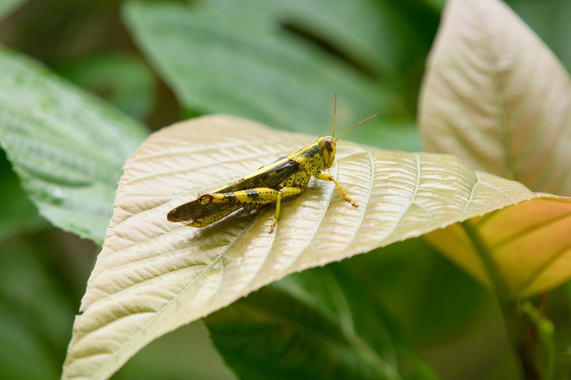 Javanese grasshopper, Waigeo Selatan, Indonesia  Australia (continent),Geotagged,Indonesia,Javanese grasshopper,New Guinea,Papua,Papua 2023,Raja Ampat,Spring,Valanga nigricornis,Waigeo,West Papua,Western New Guinea