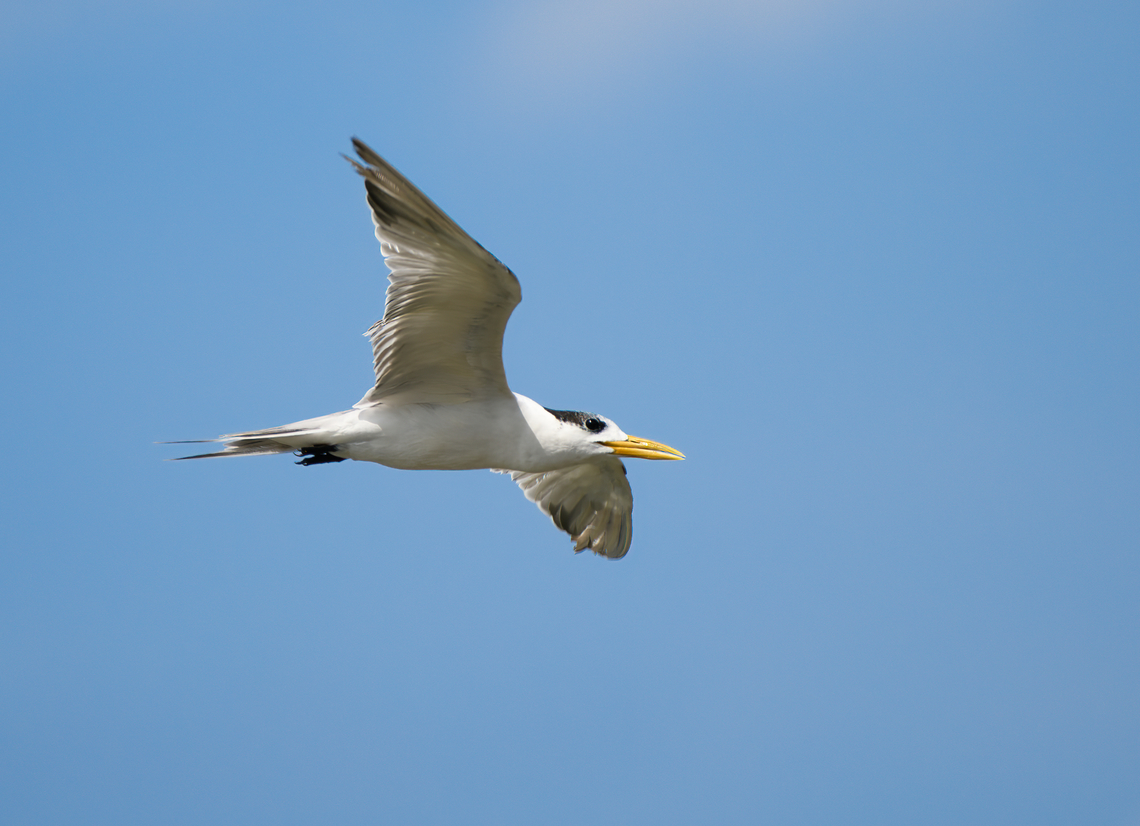Greater crested tern, Waigeo Selatan, Indonesia  Australia (continent),Geotagged,Greater crested tern,Indonesia,New Guinea,Papua,Papua 2023,Raja Ampat,Spring,Thalasseus bergii,Waigeo,West Papua,Western New Guinea