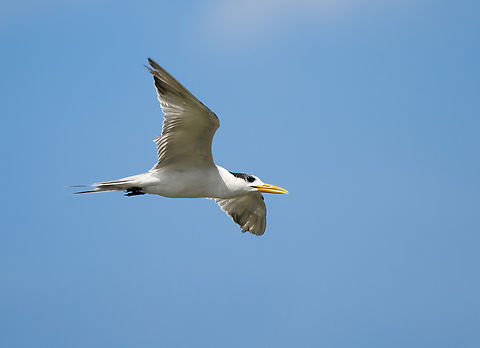 Greater crested tern, Waigeo Selatan, Indonesia  Australia (continent),Geotagged,Greater crested tern,Indonesia,New Guinea,Papua,Papua 2023,Raja Ampat,Spring,Thalasseus bergii,Waigeo,West Papua,Western New Guinea
