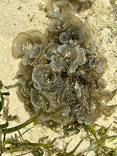 Anemone/Coral 1, Waigeo Selatan, Indonesia Photographed at low tide. Australia (continent),Geotagged,Indonesia,New Guinea,Papua,Papua 2023,Raja Ampat,Spring,Waigeo,West Papua,Western New Guinea