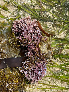 Anemone/Coral 2, Waigeo Selatan, Indonesia Photographed at low tide. Australia (continent),Geotagged,Indonesia,New Guinea,Papua,Papua 2023,Raja Ampat,Spring,Waigeo,West Papua,Western New Guinea